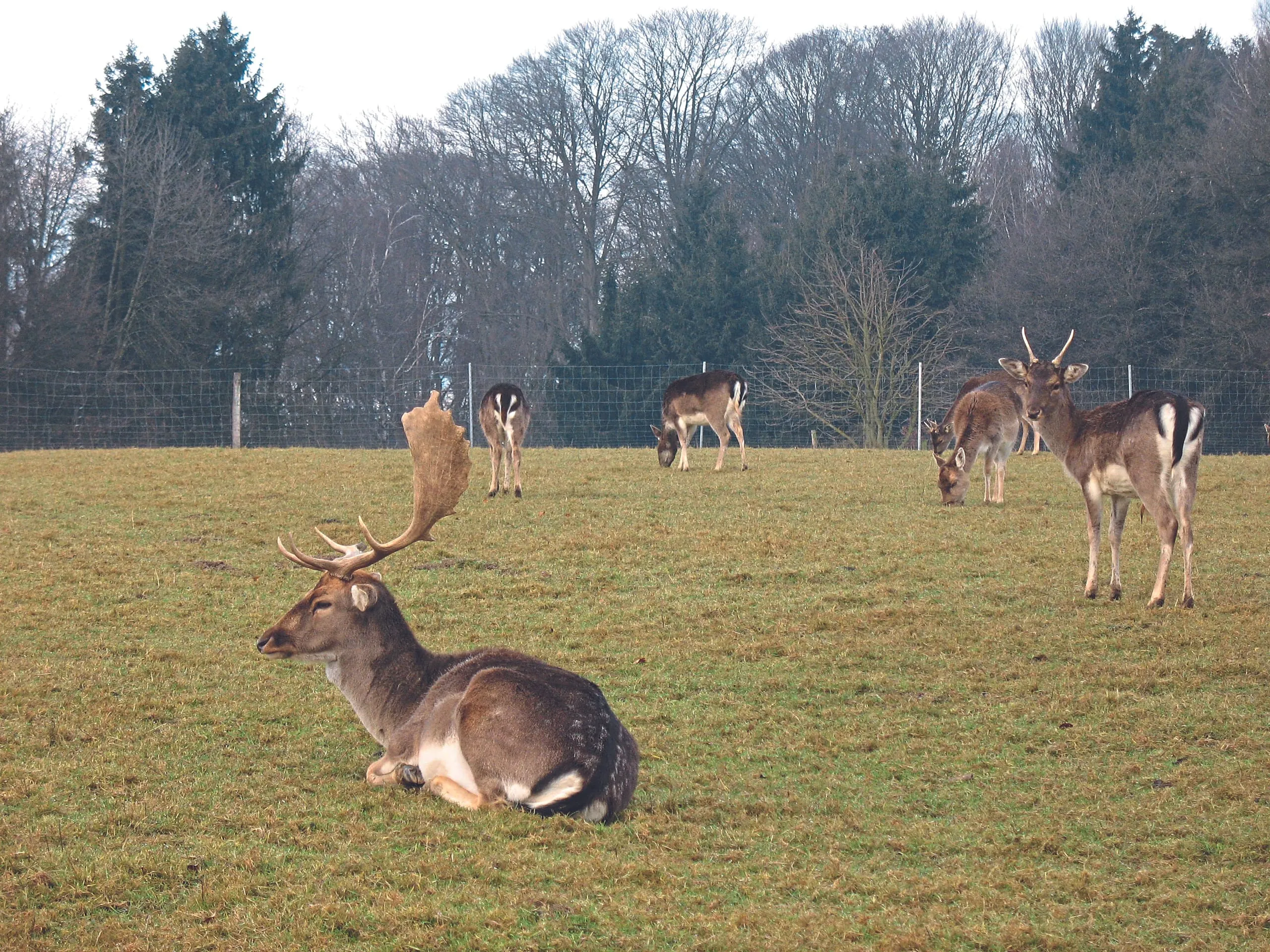 Wildfleisch in der Ernährung