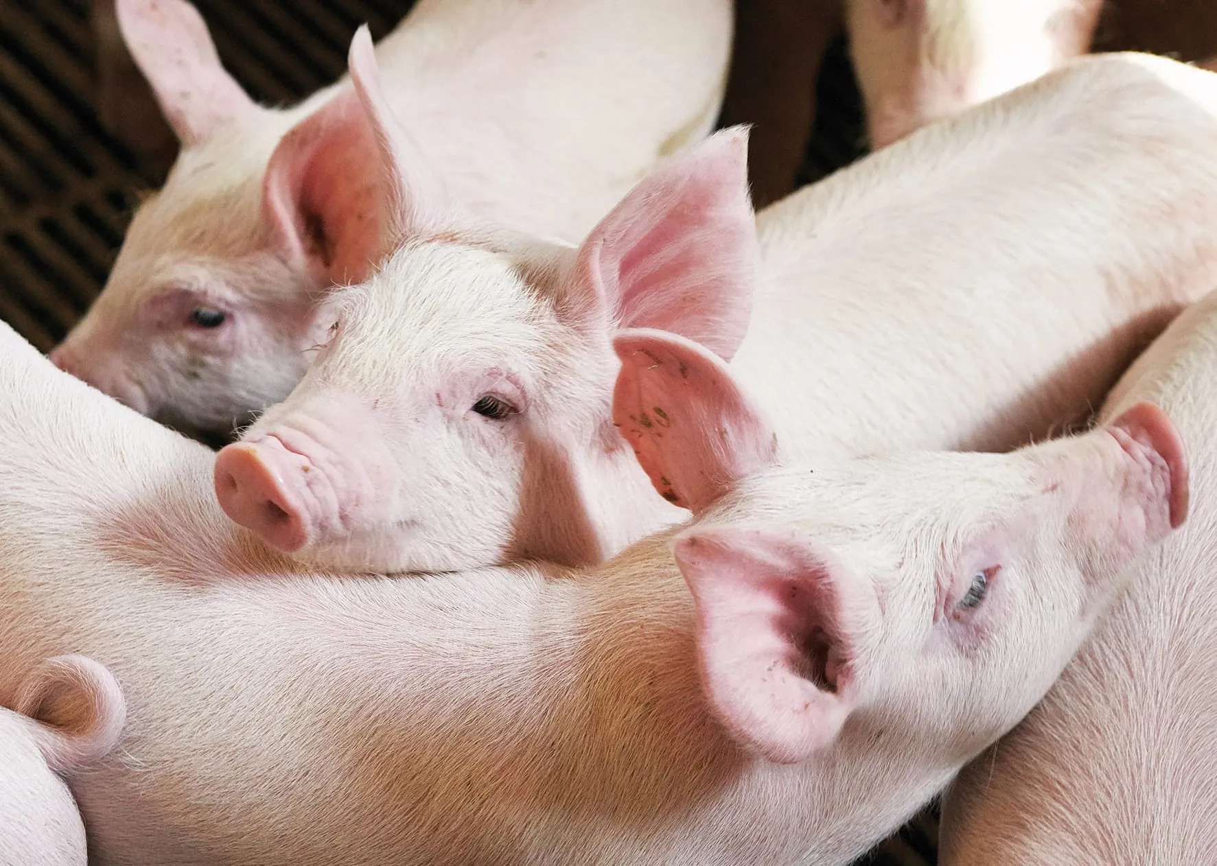 Preise für Schlachtschweine weiter gestiegen