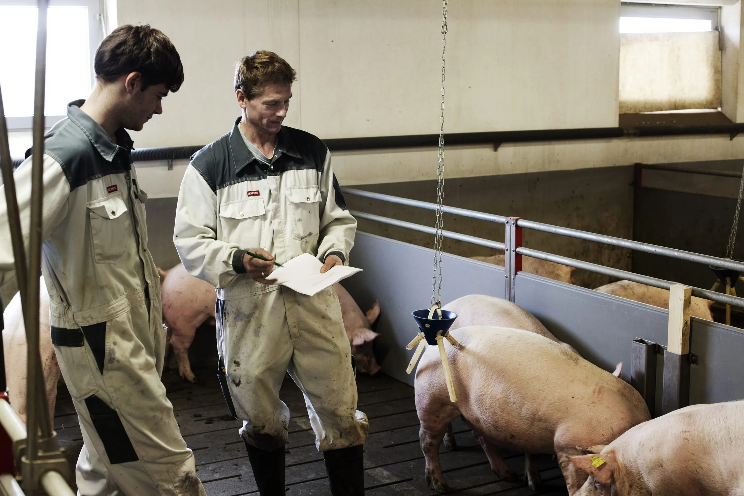 Erzeugerpreise für Schlachtschweine stiegen weniger stark