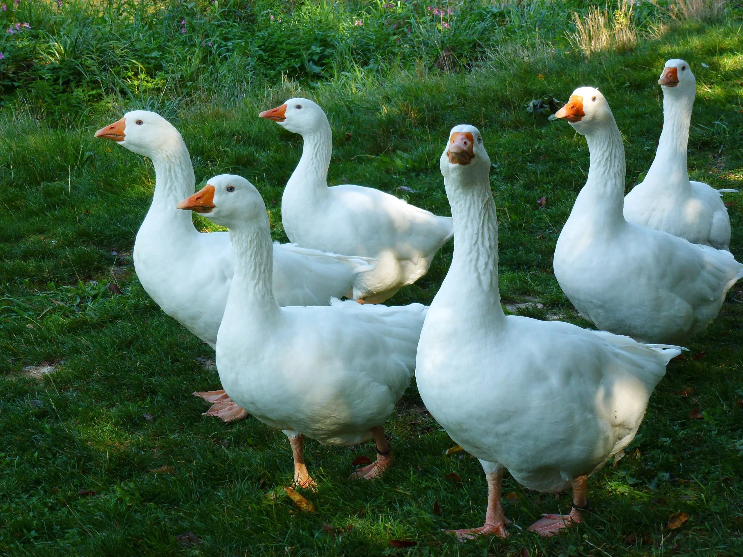 Gänsefleisch: Einfuhren stark rückläufig