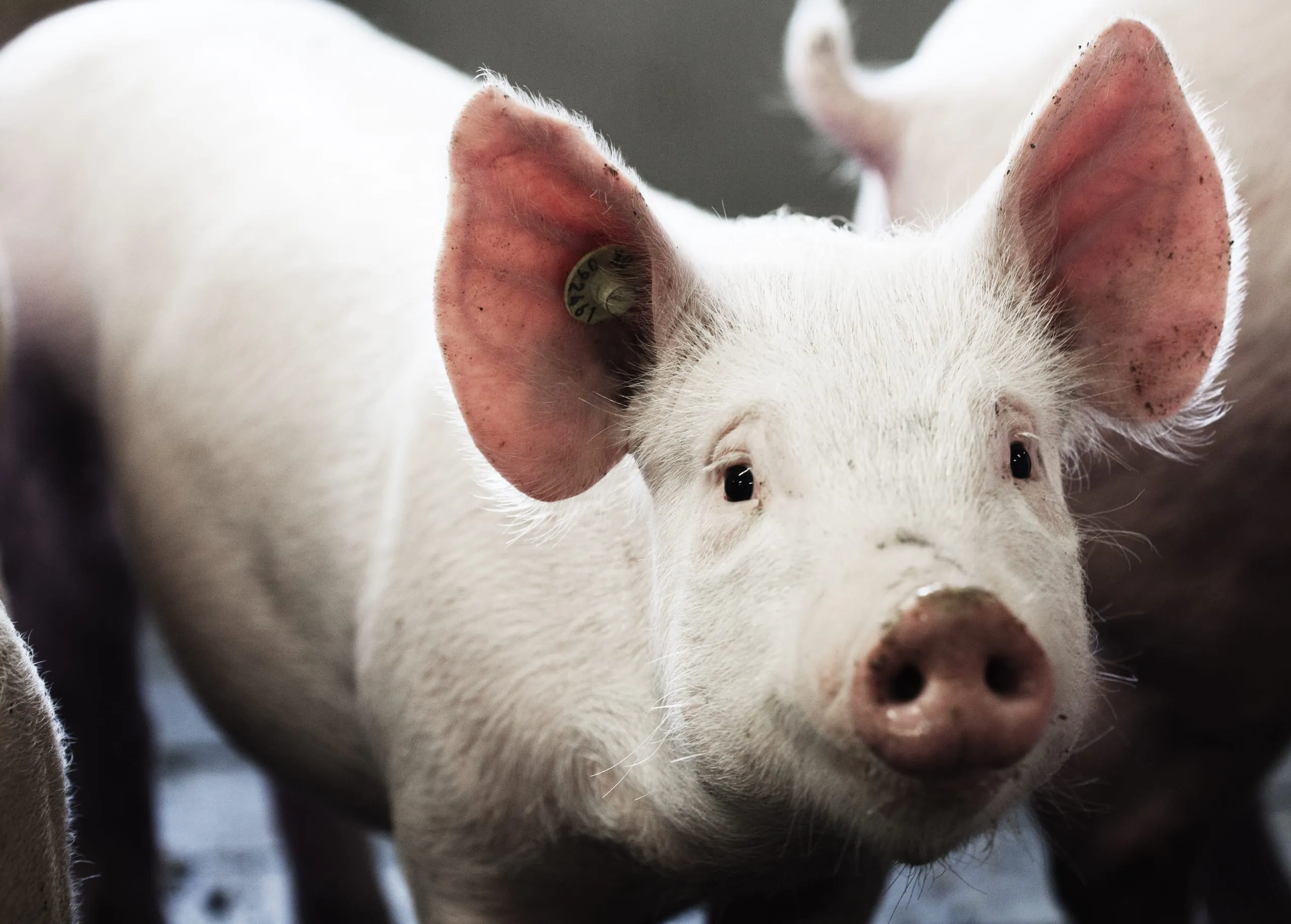 Preisanstieg bei Schlachtschweinen schwächt sich weiter ab