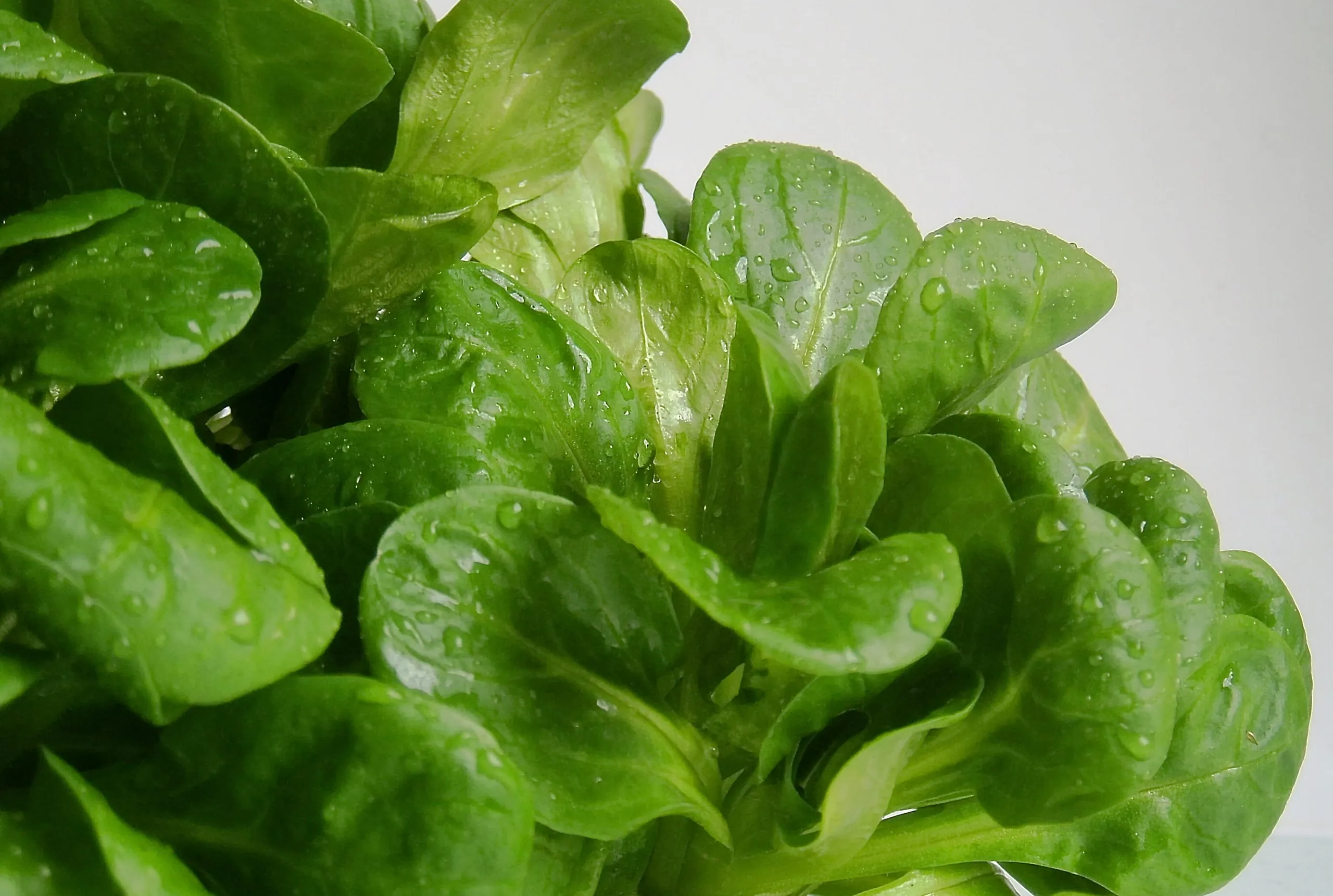 Feldsalat in der Winterküche