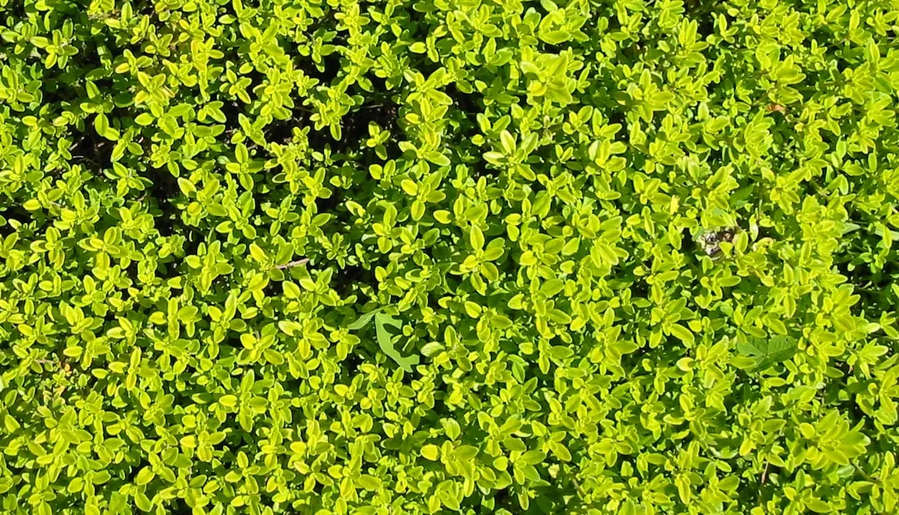 Zitronenthymian – schmeckt nach Sommer