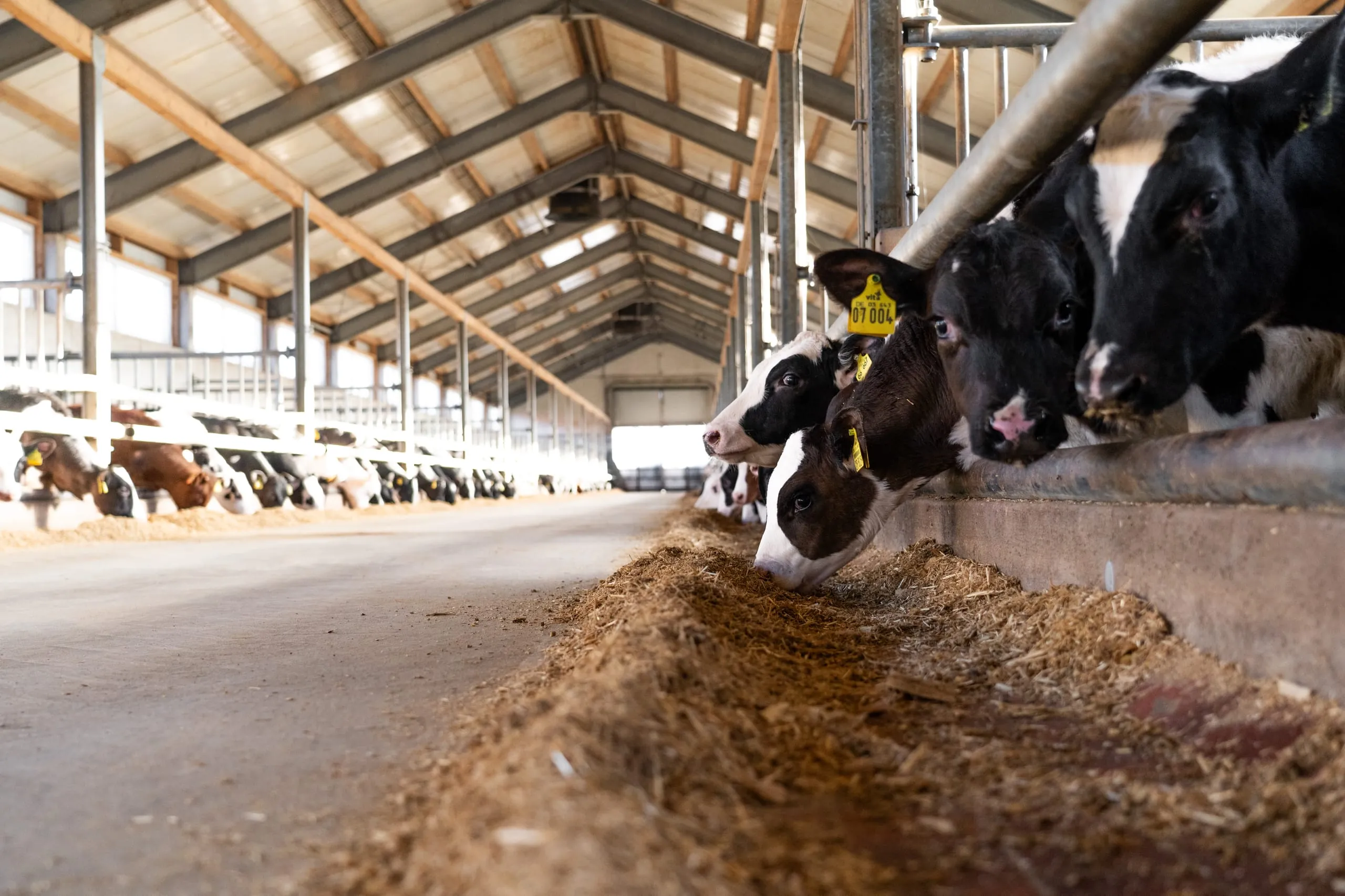 Kalbfleisch aus kontrollierter Haltung