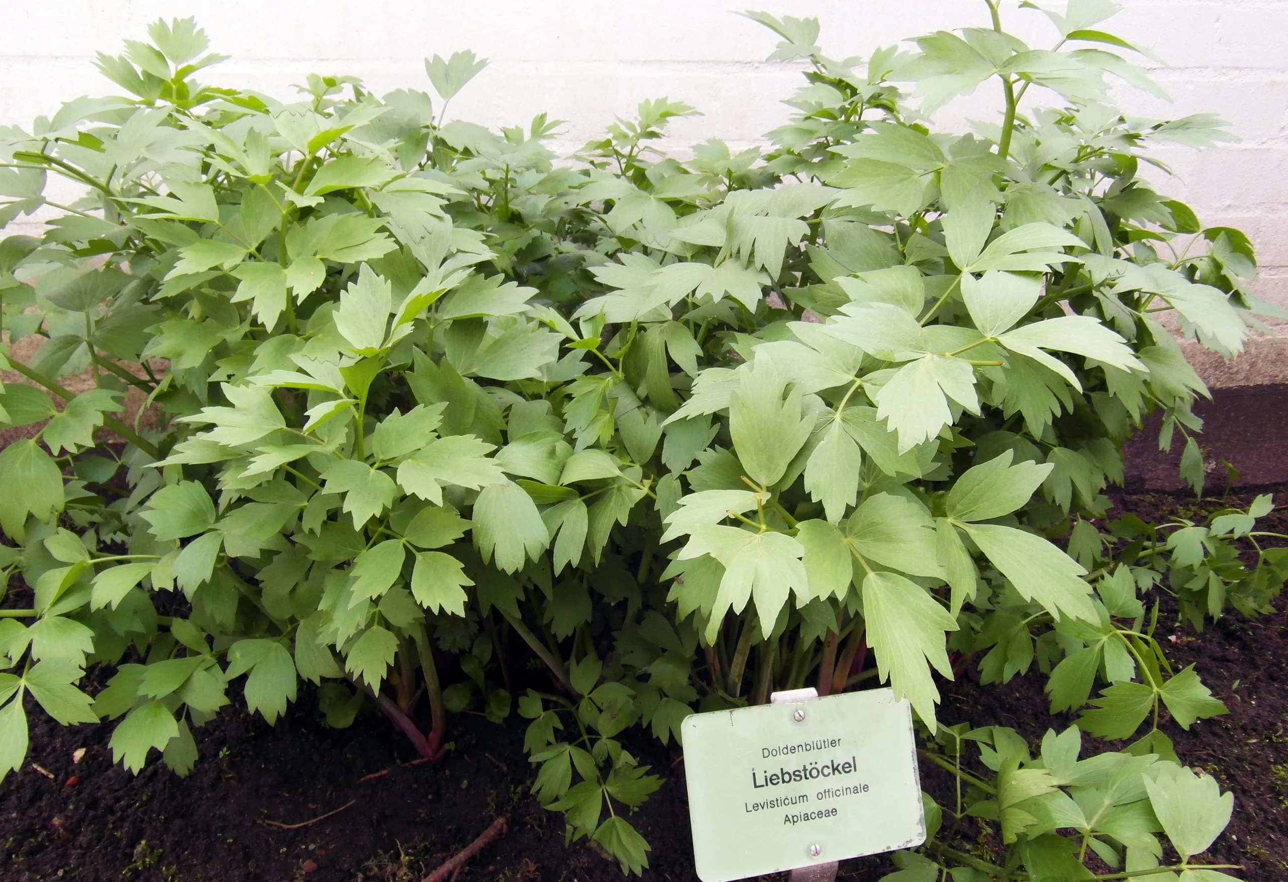 Liebstöckel – verkanntes Kraut