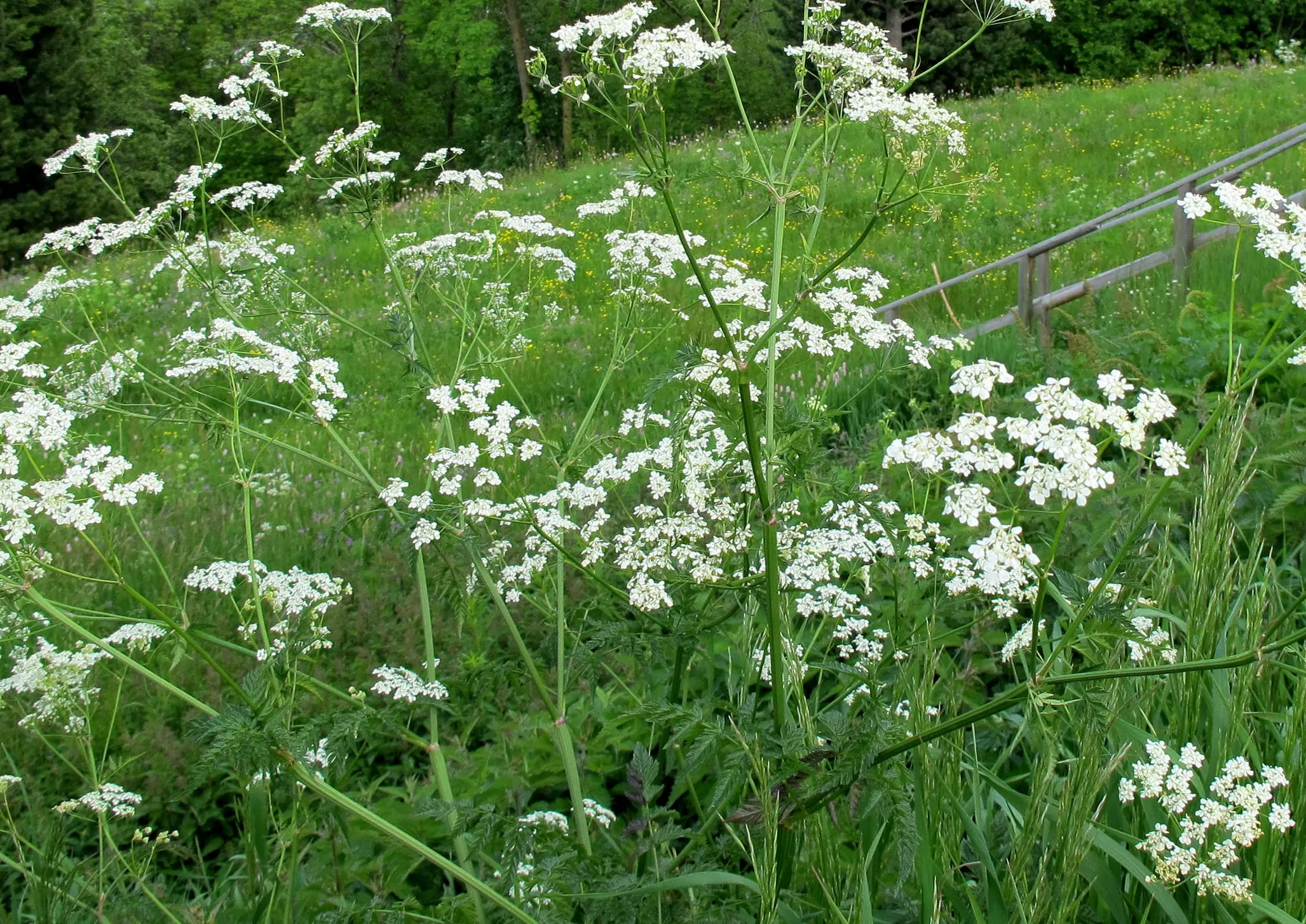 Kerbel bringt Frühlingsfrische