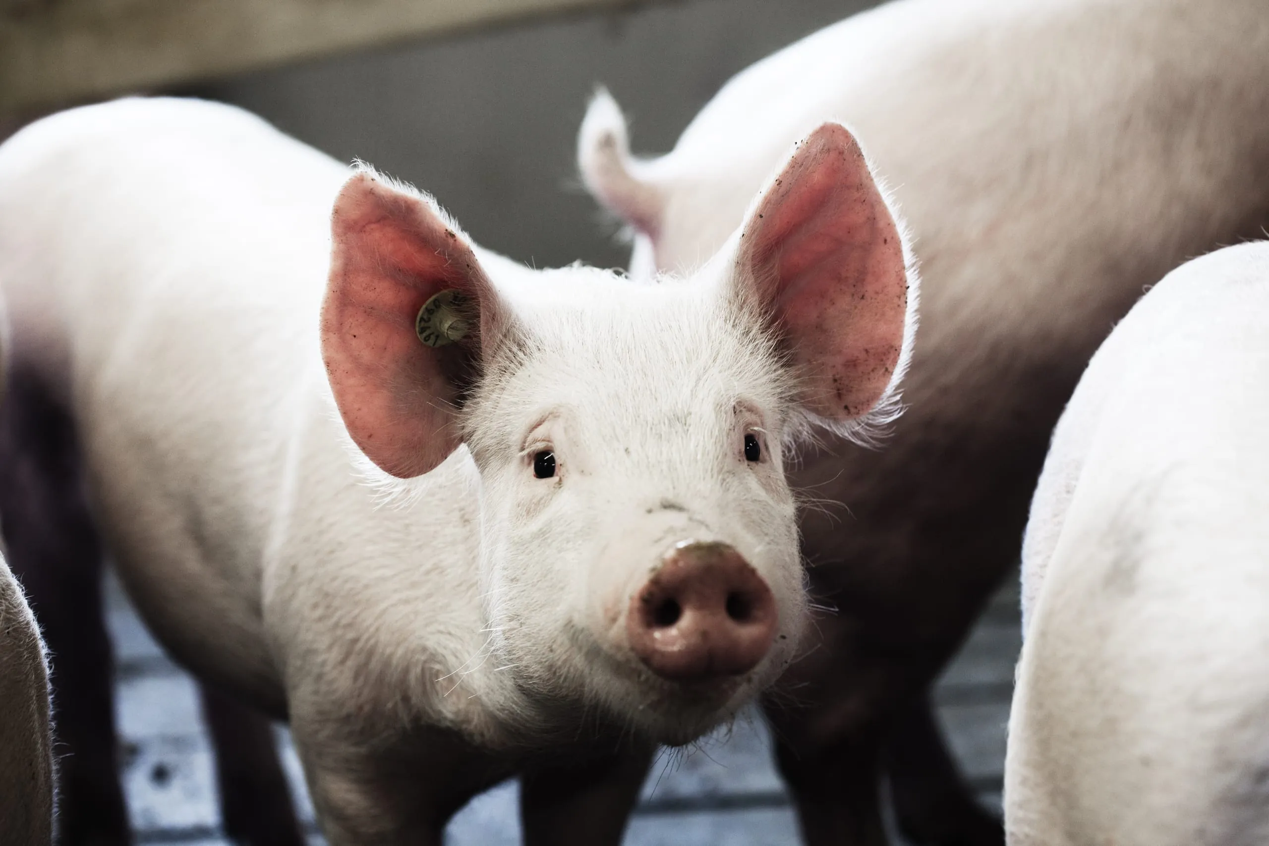Preise für Schlachtschweine gesunken