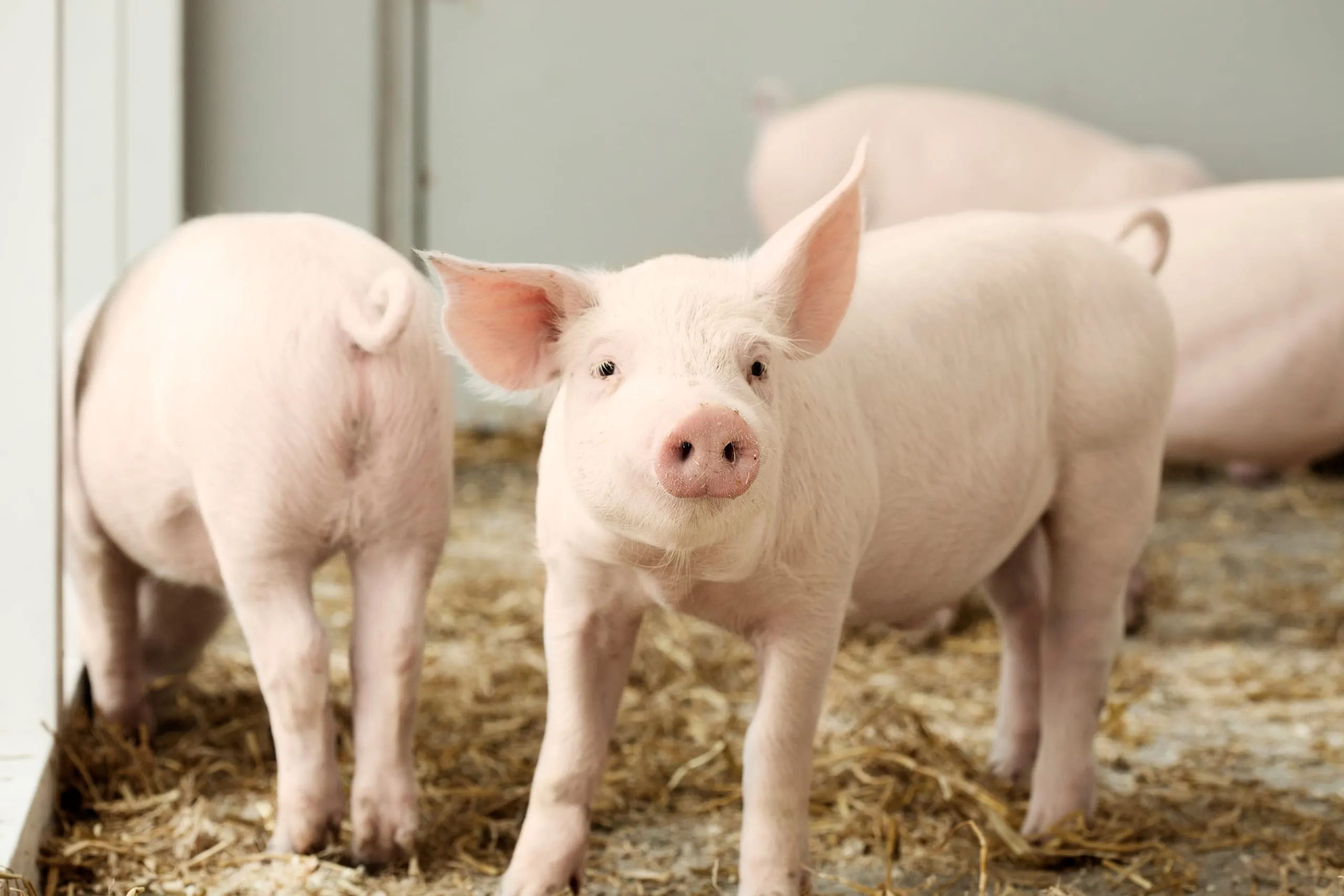 Preise für Schlachtschweine erneut gesunken