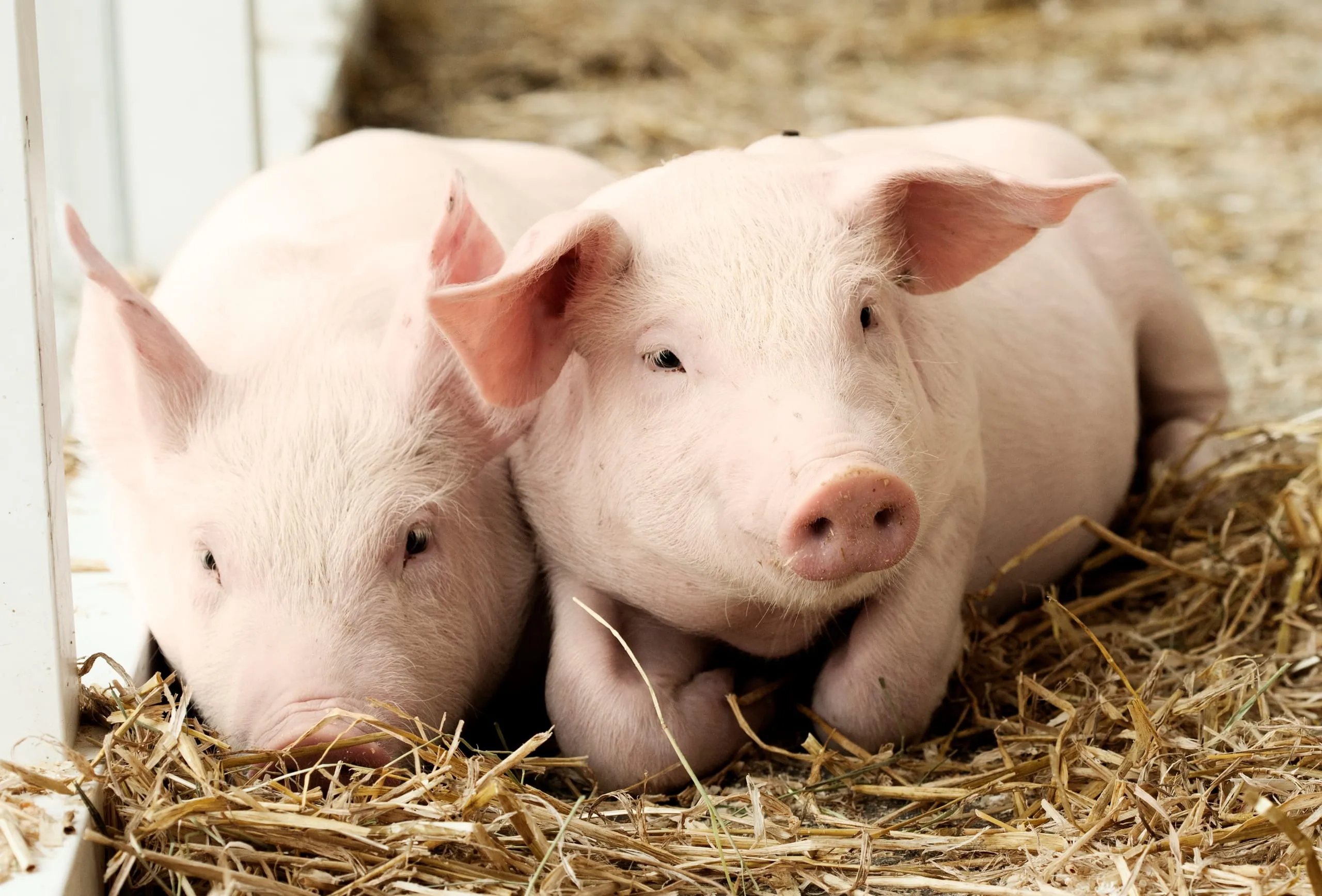 Erzeugerpreise im Mai 2024