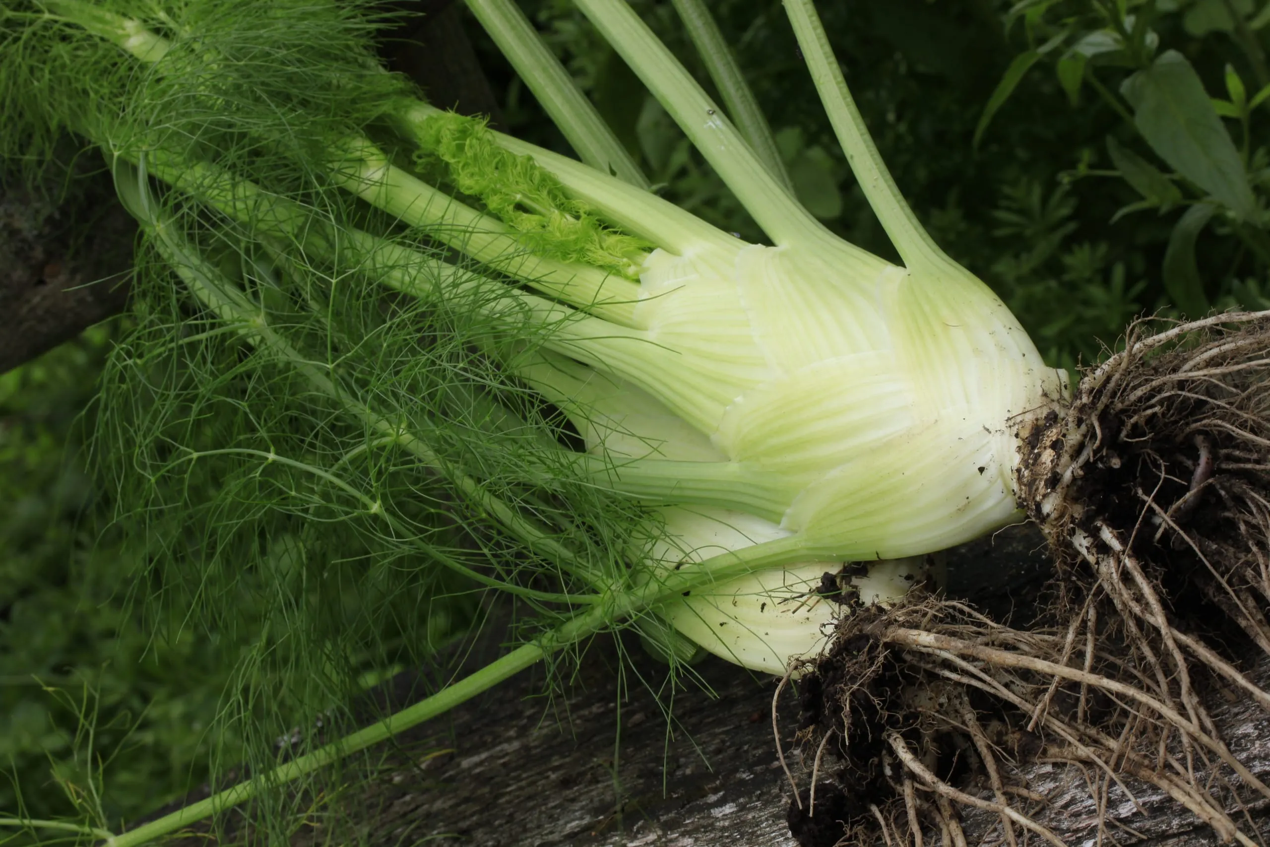Saison für Fenchel