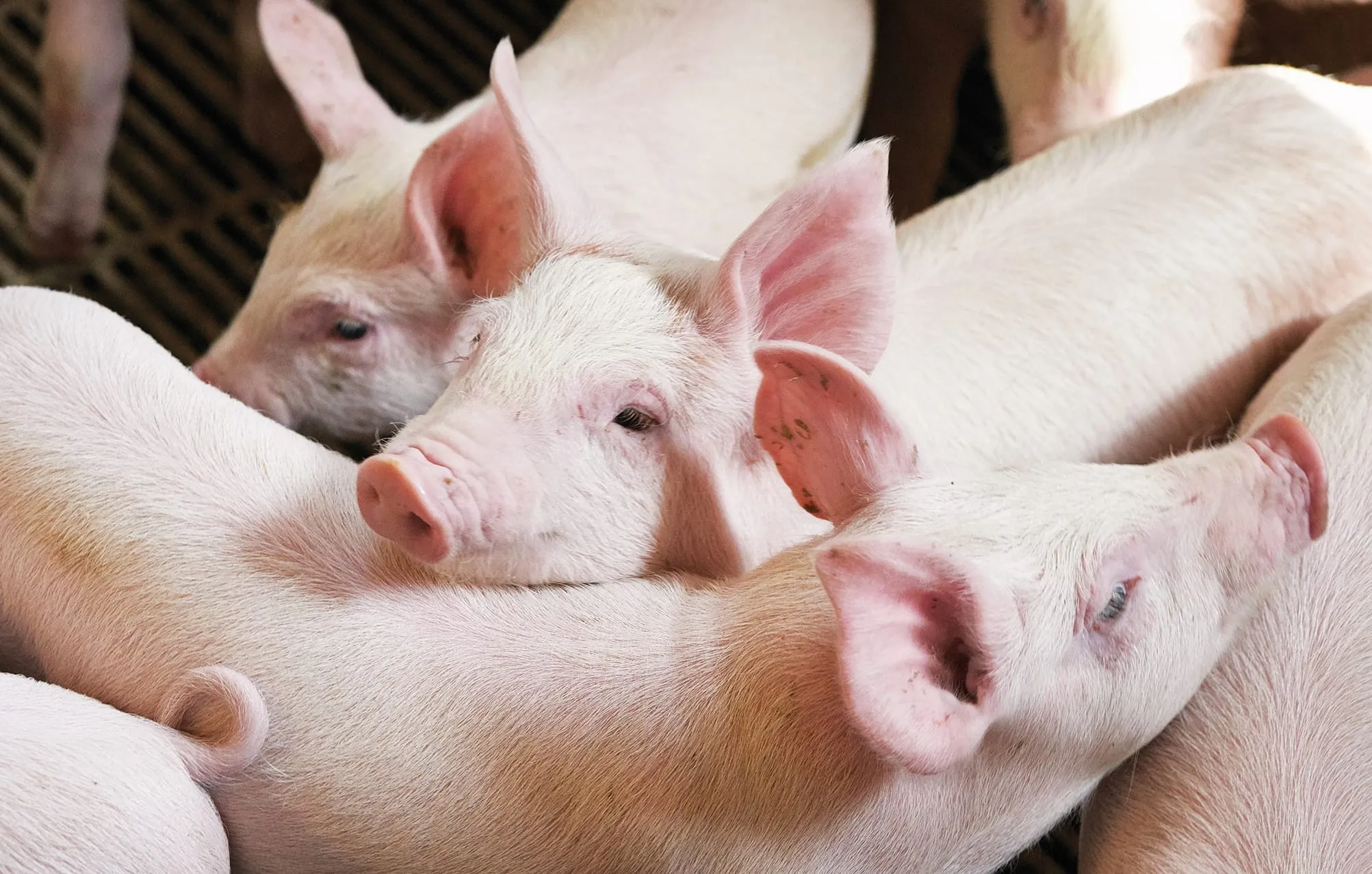 Schlachtschweine im Mai 2024 billiger