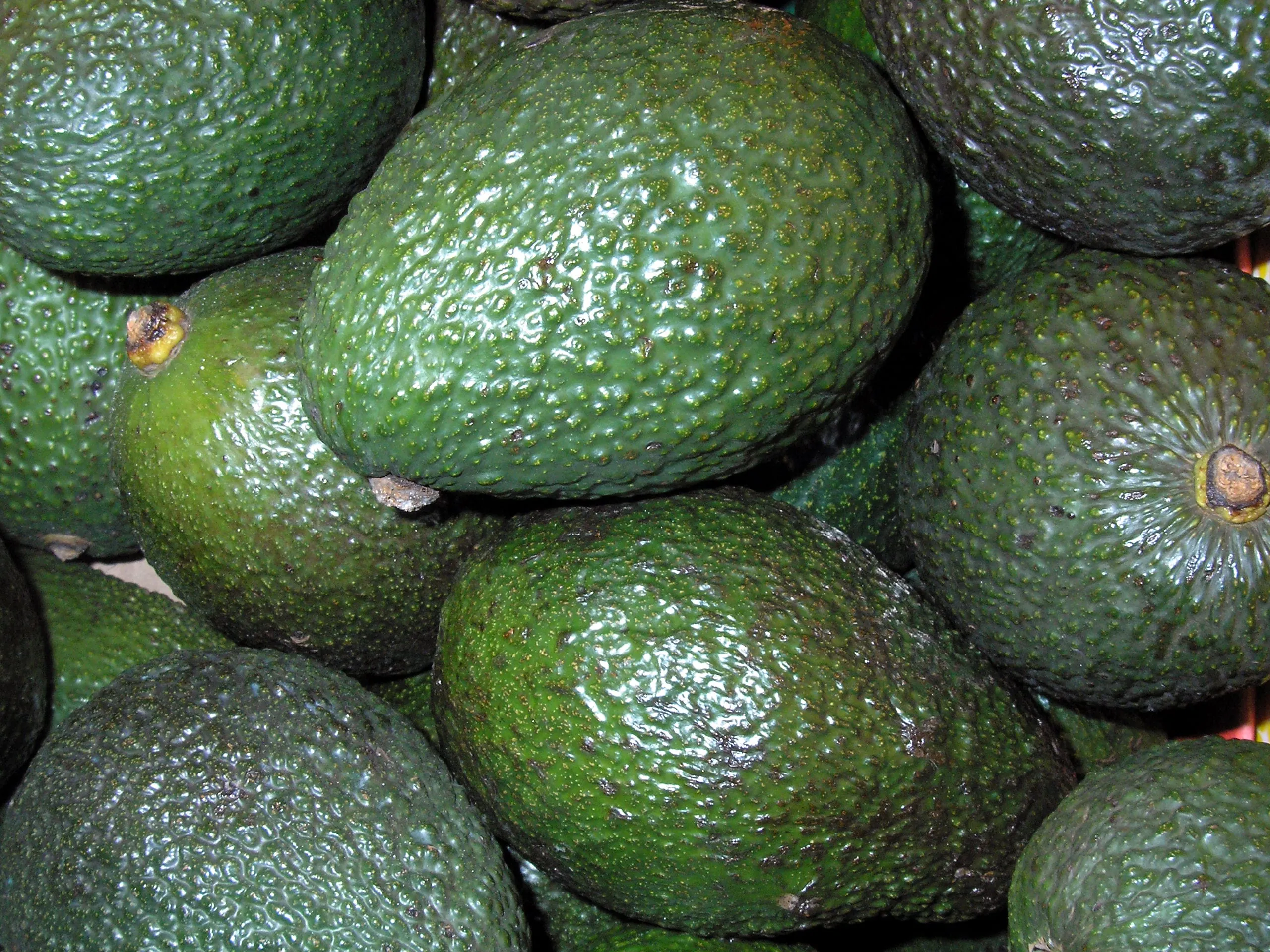Avocados – fettreich und gesund