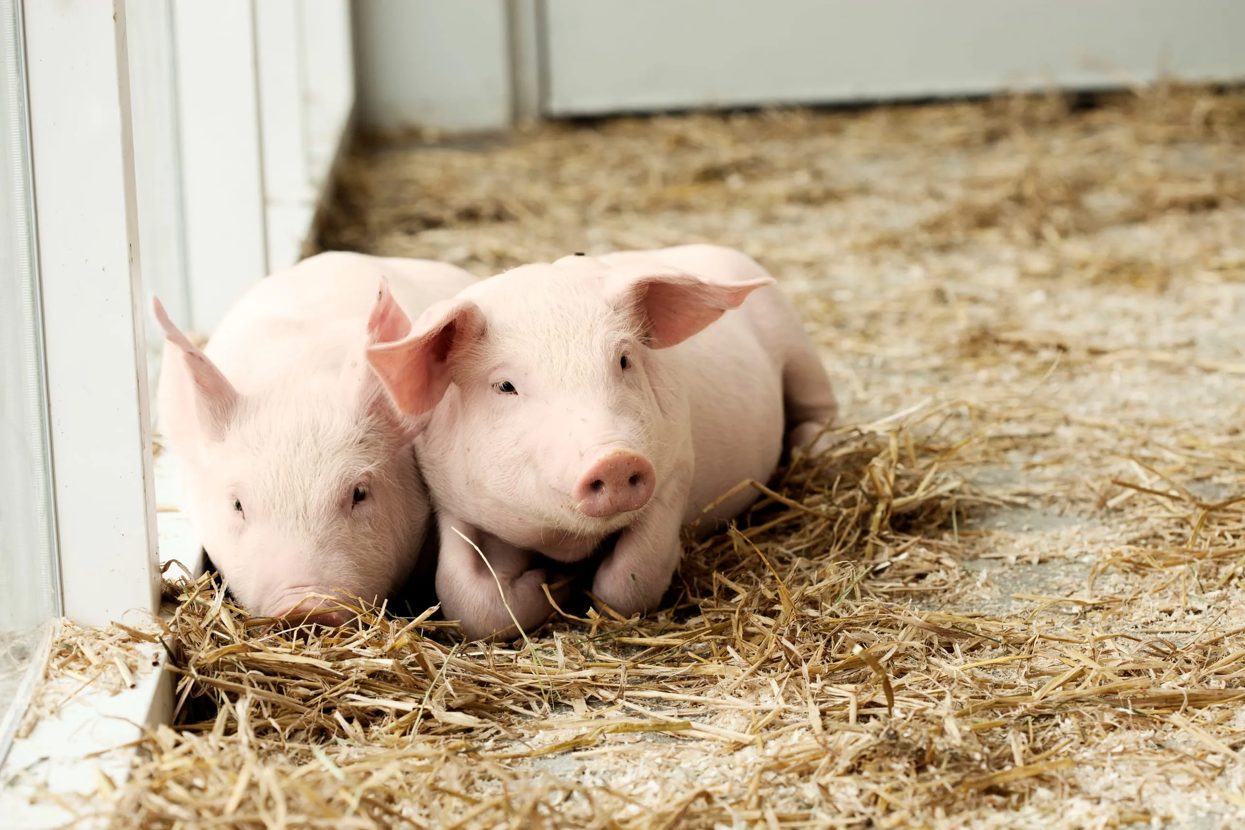 Der Trend zu mehr Tierwohl setzt sich fort