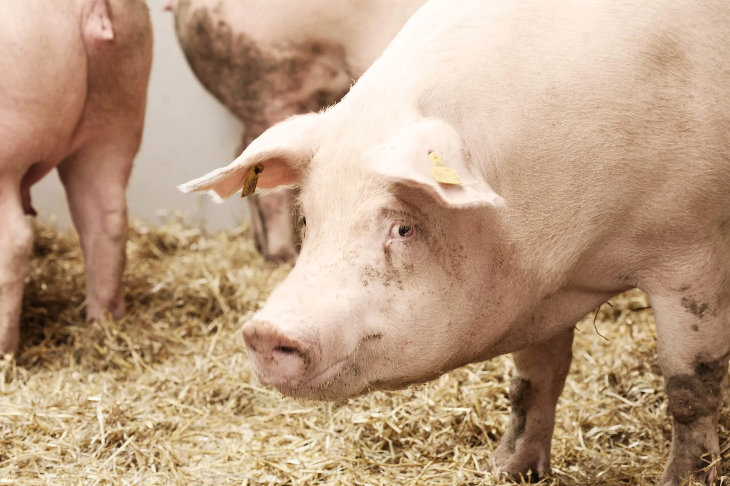 Erzeugerpreise für Schweine im Juni 2024 gesunken