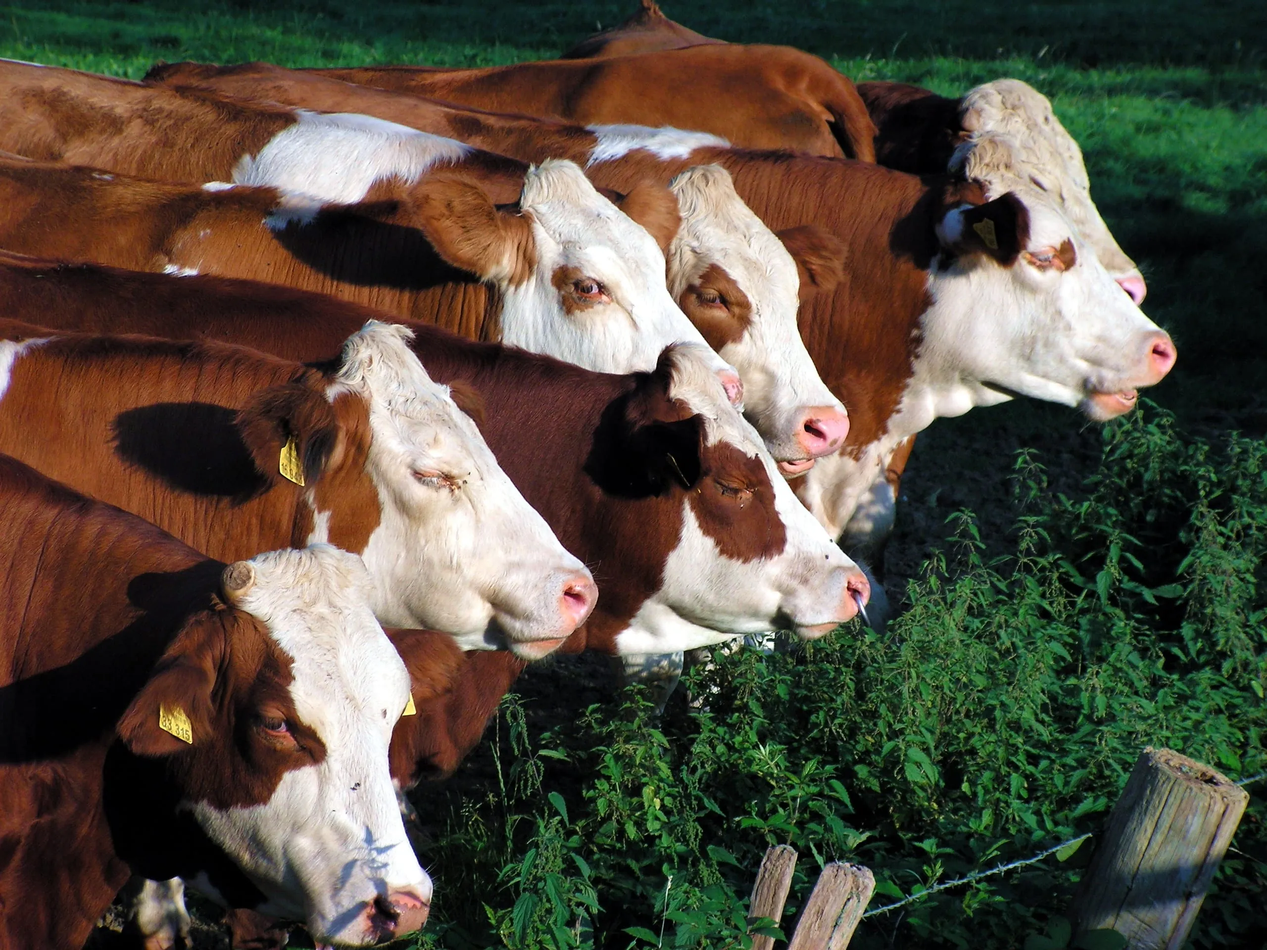 Preise für Tiere und tierische Erzeugnisse leicht gestiegen