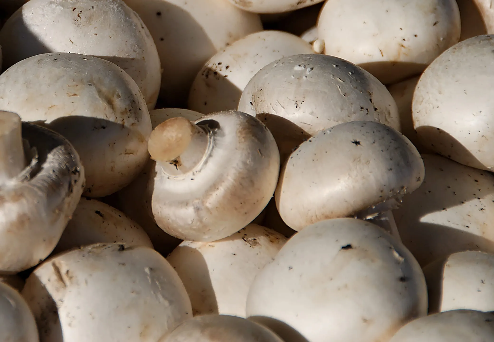 Champignons – beliebt mit weißem oder braunem Hut