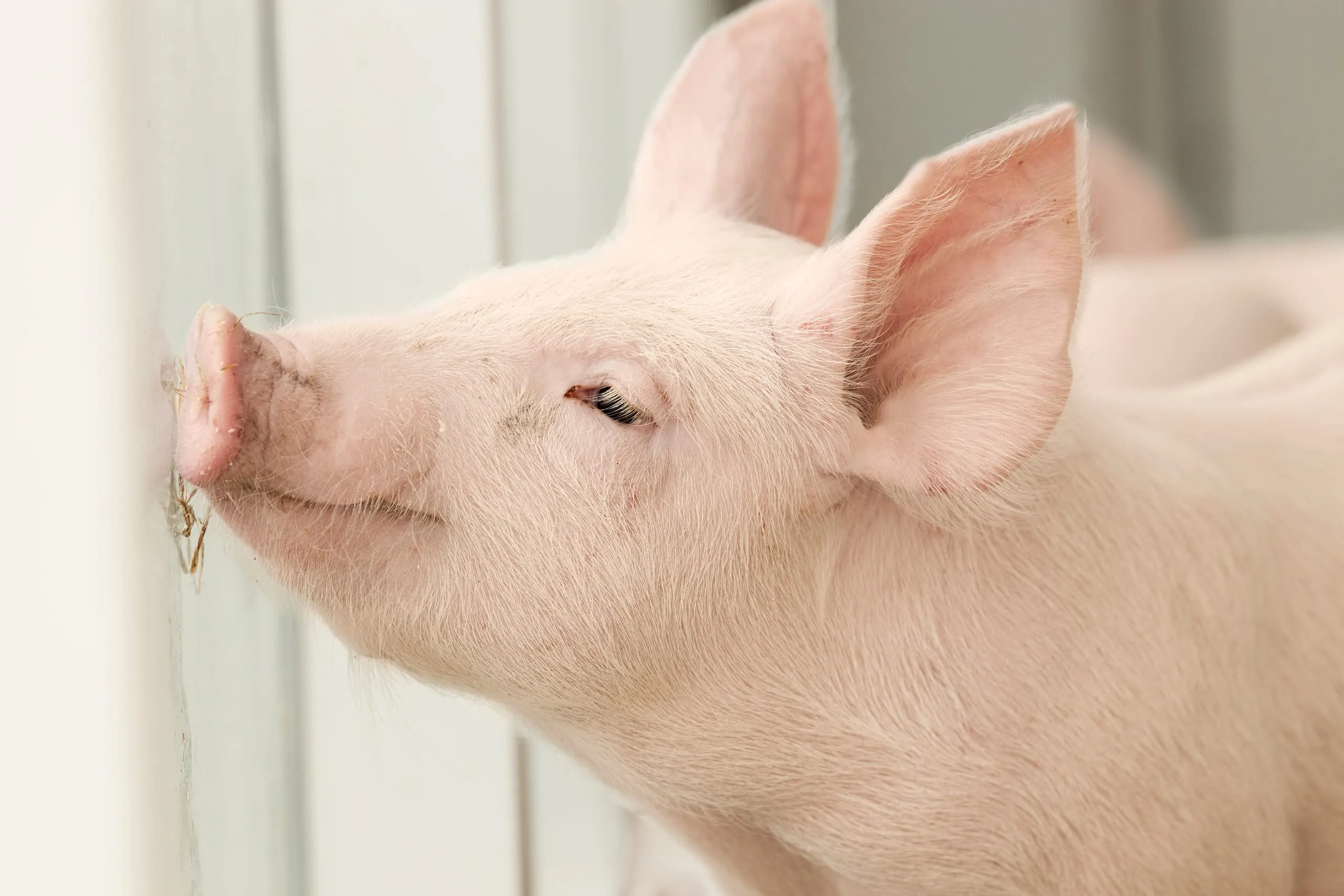 Schlachtschweine deutlich billiger