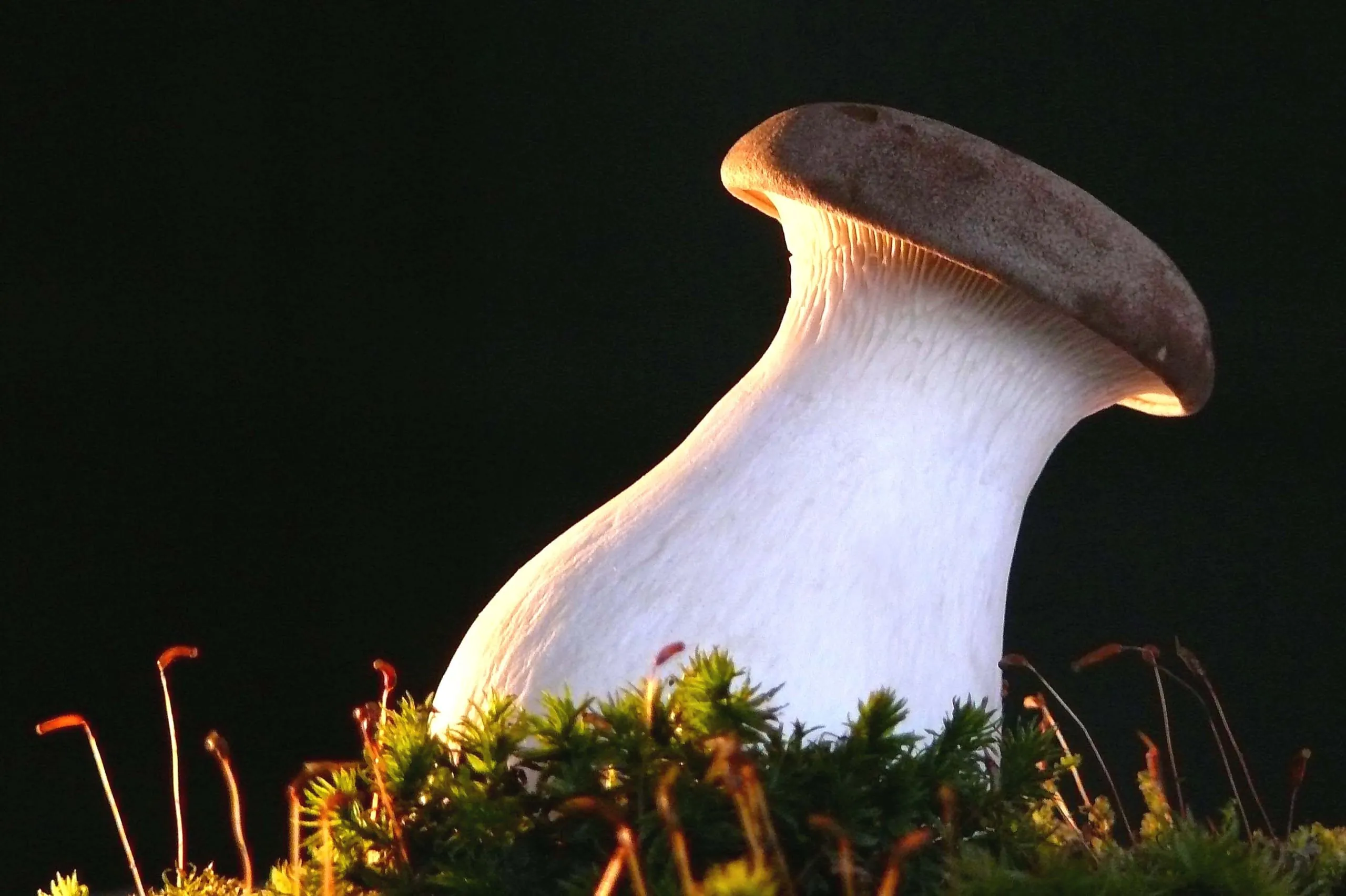 Pilz mit viel Protein: Der Kräuterseitling