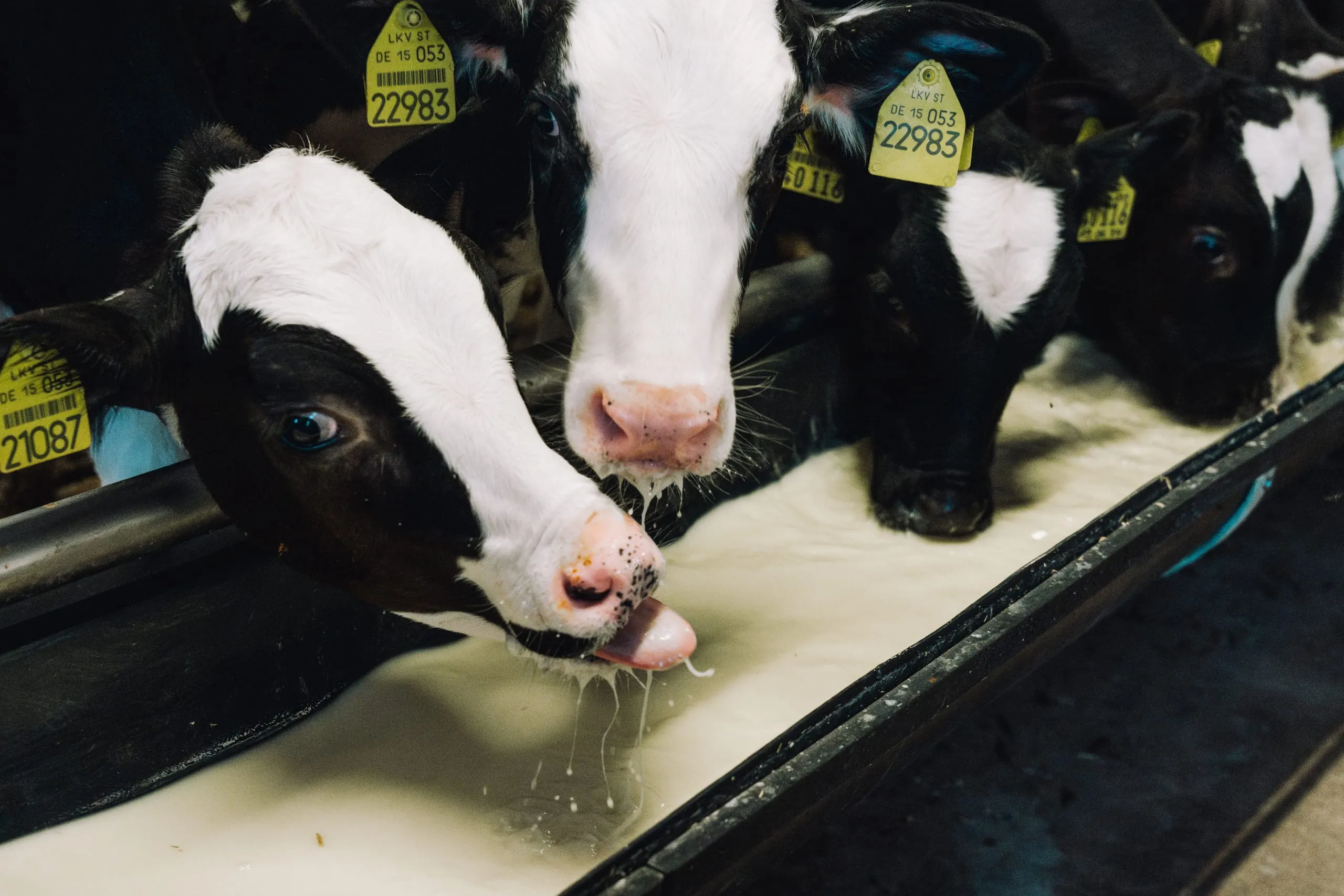 Kalbfleisch mit garantierter Qualität