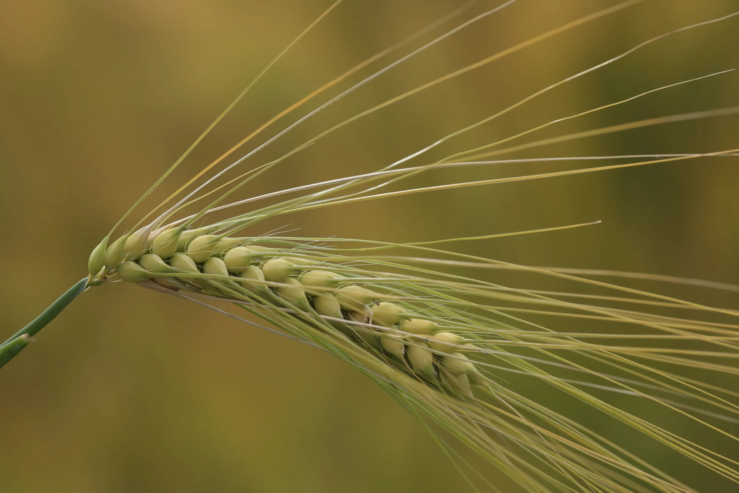 Roggen – Aromatische Brote dank Sauerteig