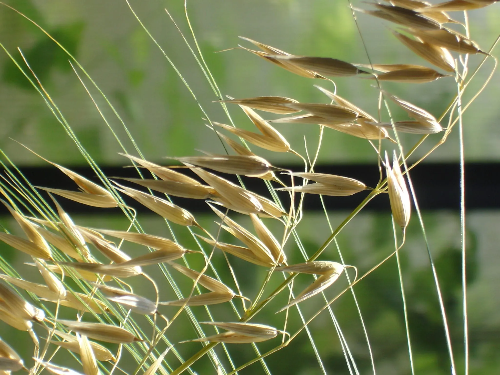 Hafer – Mehr als nur Flocken