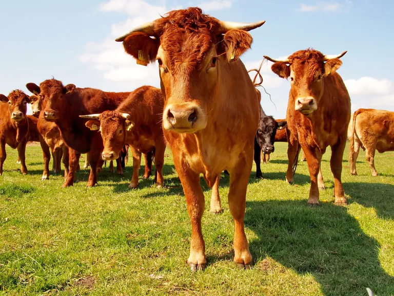 Die Erzeugerpreise f&uuml;r Rinder stiegen im Oktober 2024 gegen&uuml;ber dem Vorjahresmonat um 14,6 %. 