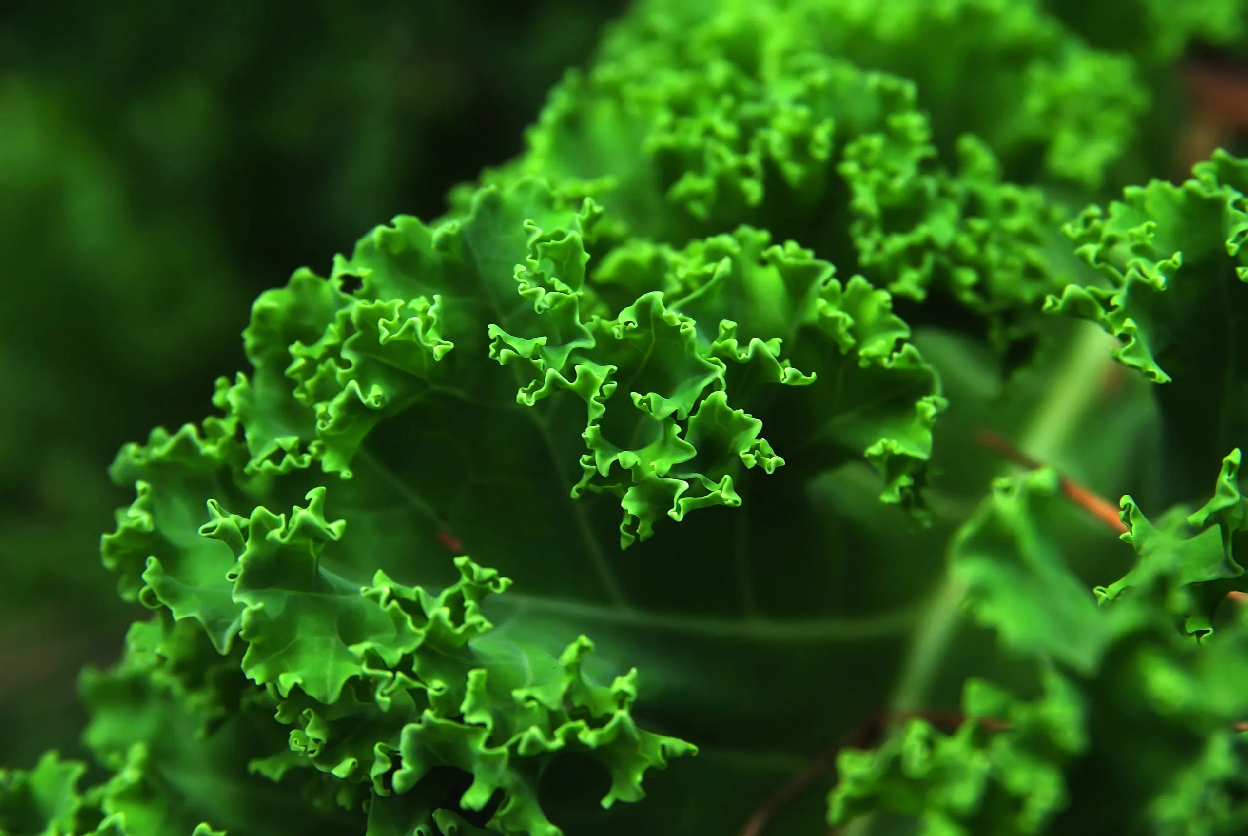 Blattkohl ist Gemüse des Jahres