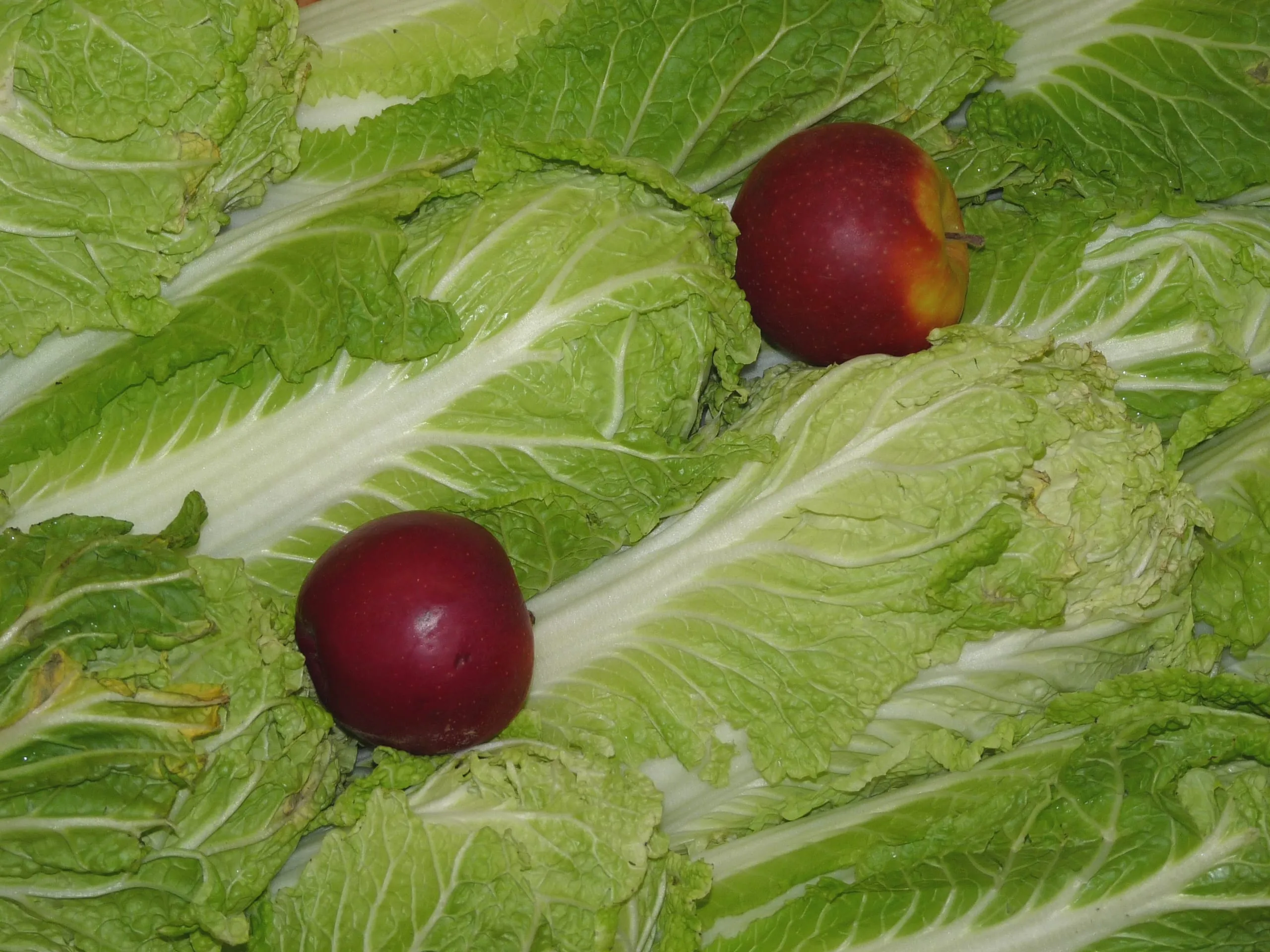 Chinakohl – vielseitig und gesund