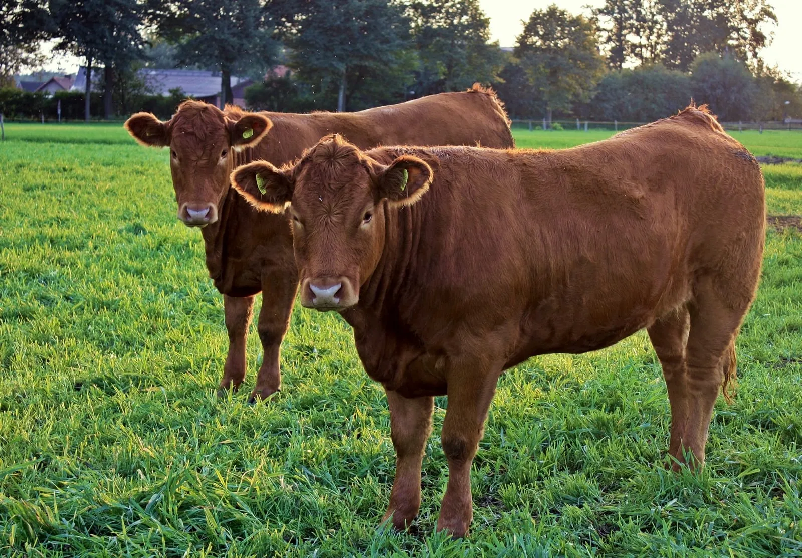 Erzeugerpreise tierischer Produkte gestiegen