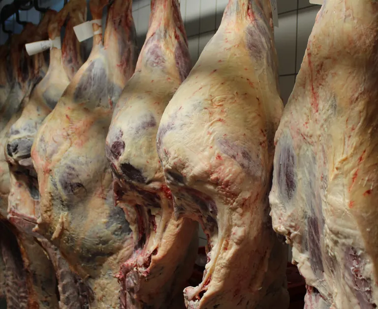 Die Erzeugerpreise f&uuml;r Rindfleisch waren im Dezember 2024 15,9 Prozent h&ouml;her als im Vorjahresmonat Dezember 2023.