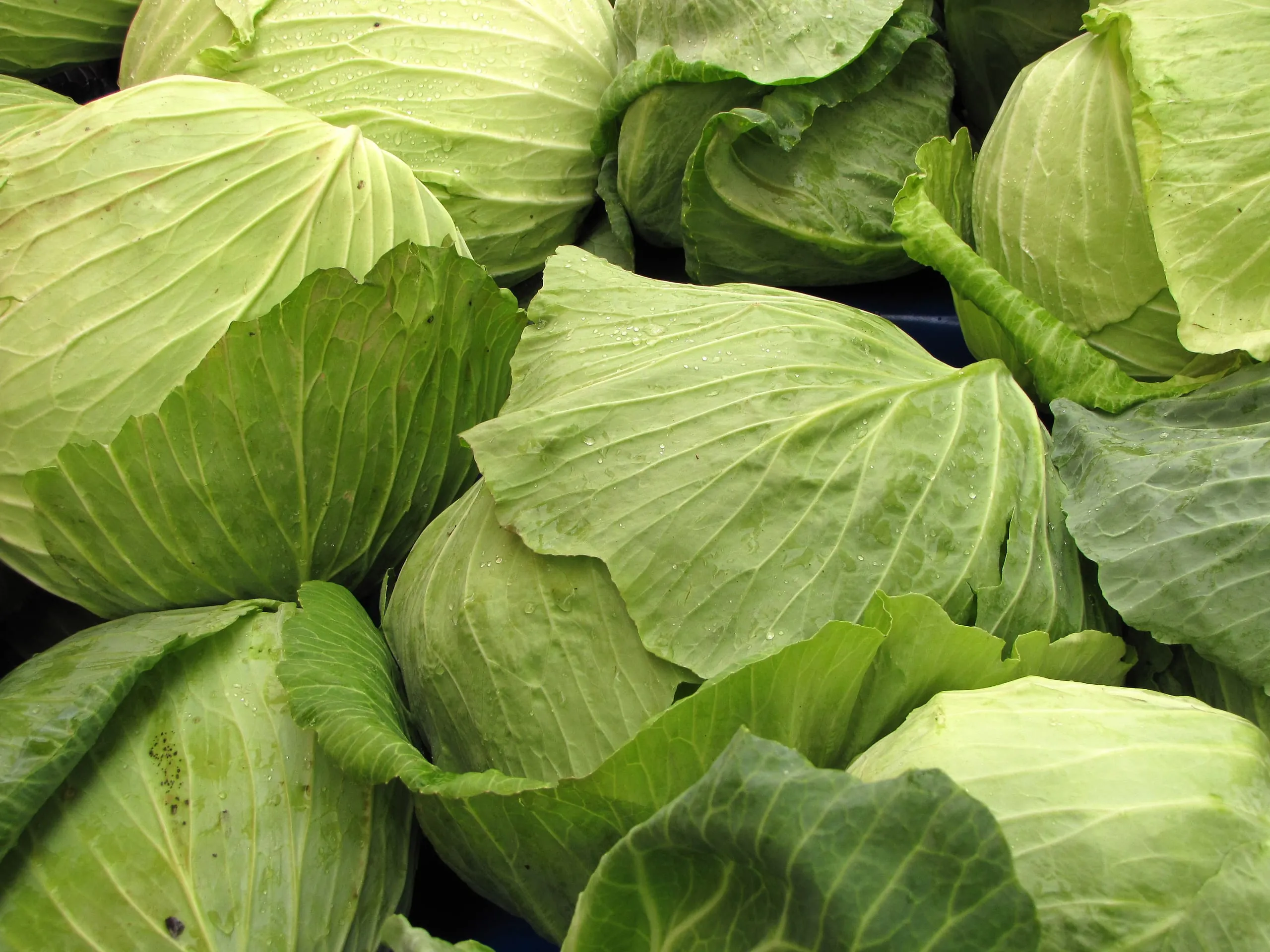 Nährstoffwunder Weißkohl