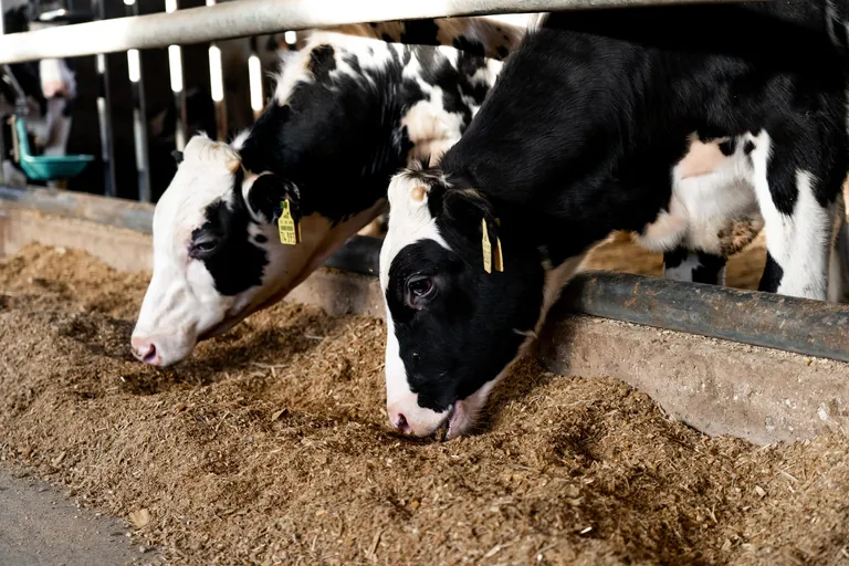 Kalbfleisch bester Qualit&auml;t: KDK-Mitgliedsbetriebe f&uuml;ttern ausschlie&szlig;lich SGS-gepr&uuml;ftes Futtermittel.