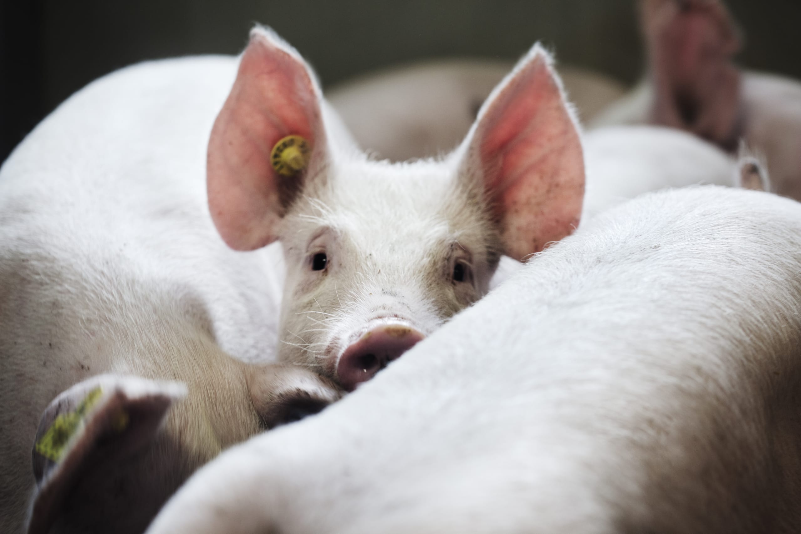 Erzeugerpreise für Schlachtschweine deutlich gesunken