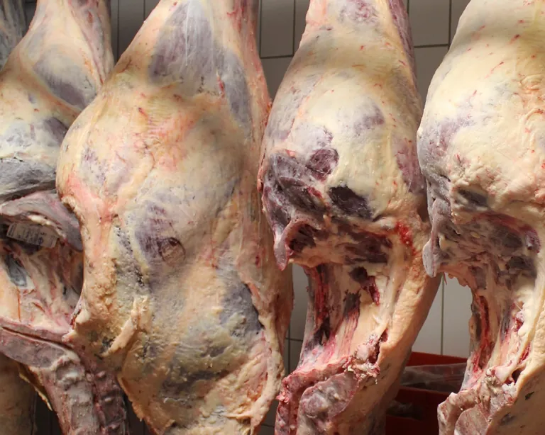 Im Februar 2025 stiegen die Erzeugerpreise f&uuml;r Rinder um 29,8 %, f&uuml;r Schlachtschweine fielen sie hingegen um 18,3 %.