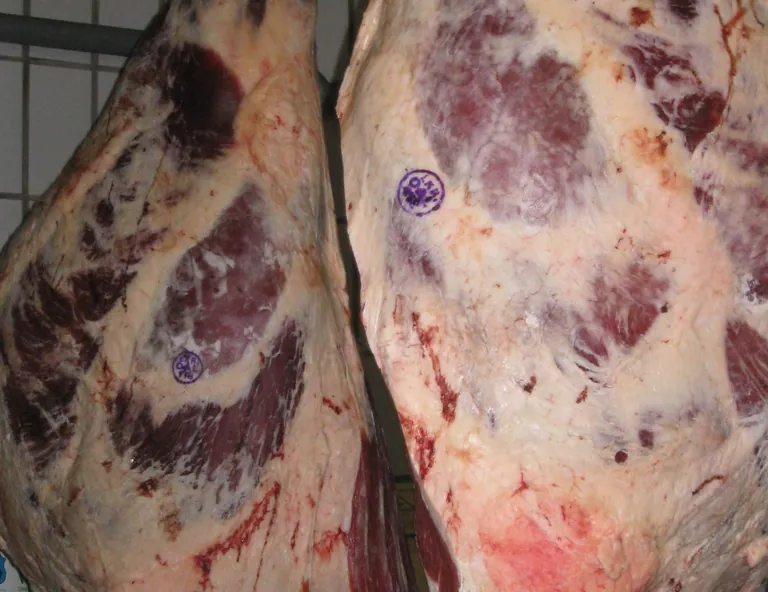 Die Erzeugerpreise f&uuml;r Rindfleisch waren im April 2025 30,4 % h&ouml;her als im Vorjahresmonat und lagen um 3,4 % &uuml;ber den Preisen im M&auml;rz 2025.