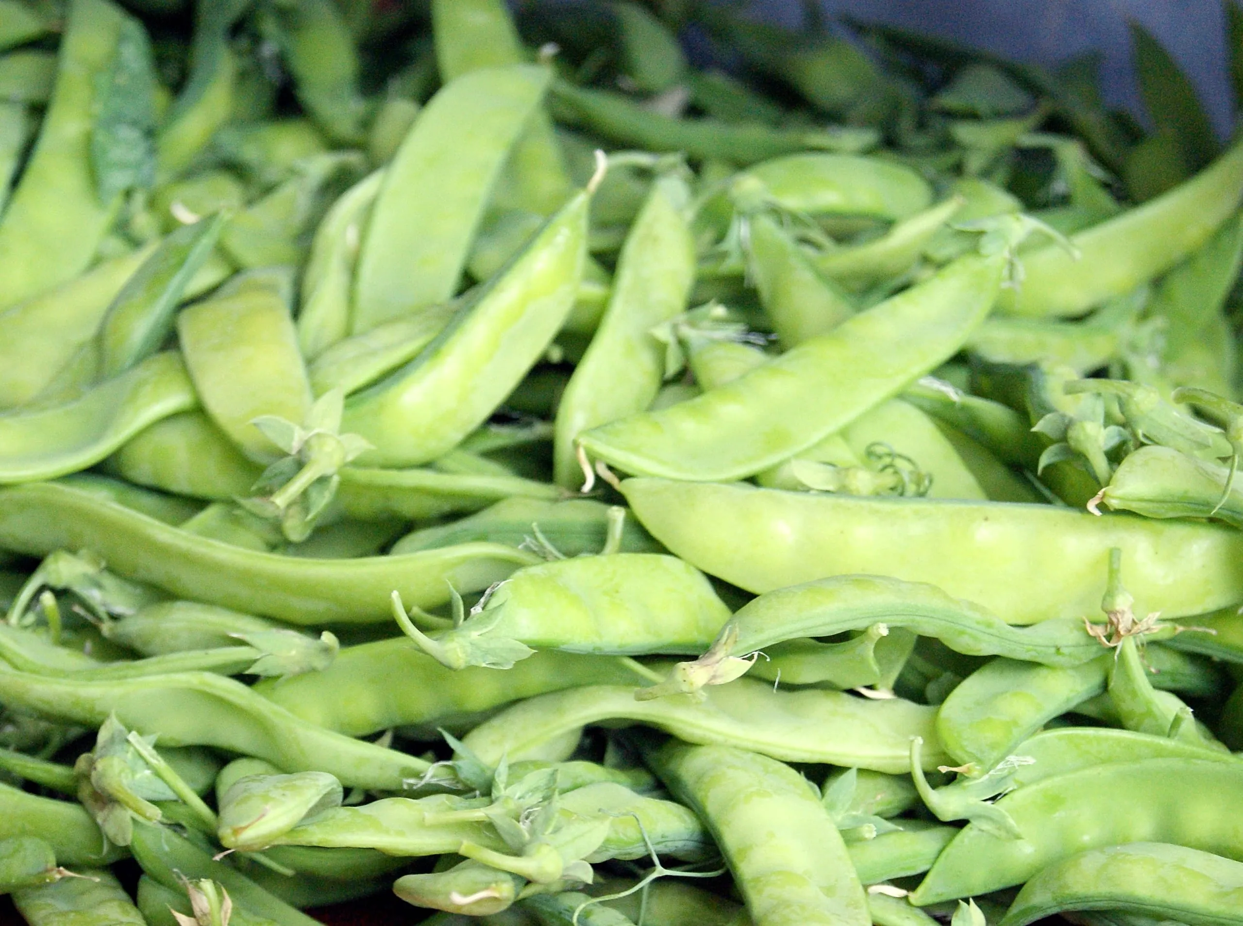 Zeit für Zuckerschoten