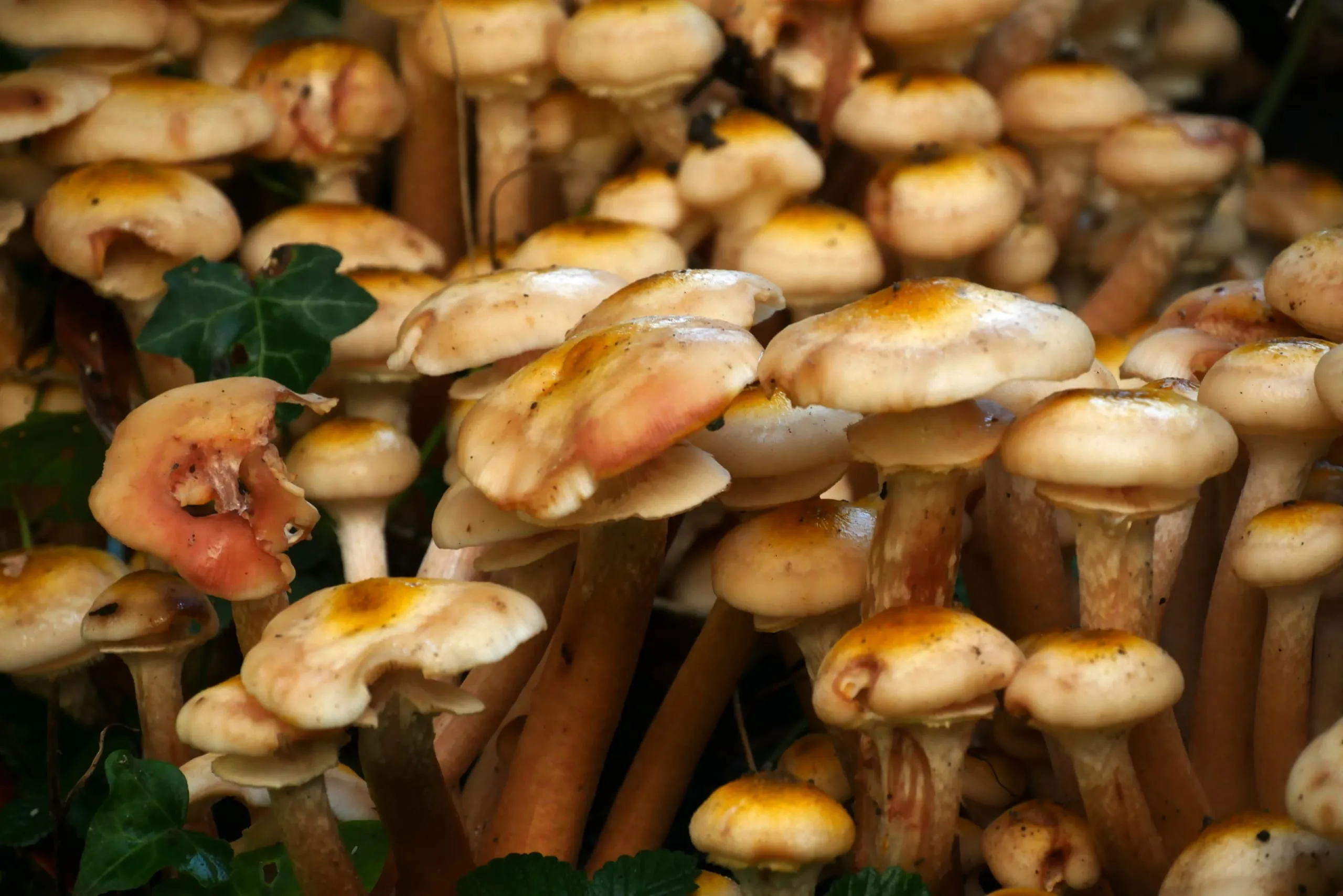 Pilzbiotechnologie für Fleischersatz