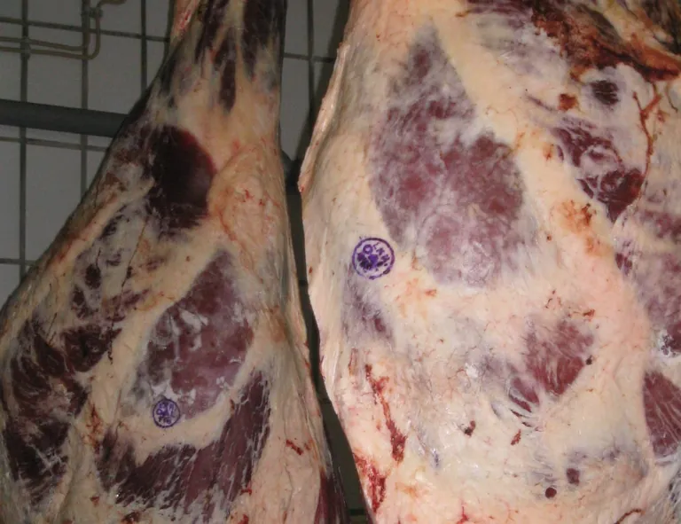 Im Vergleich zum Vorjahresmonat stiegen die Erzeugerpreise f&uuml;r Rindfleisch im Mai 2025 mit +35,7 % (+3,6 % gegen&uuml;ber April 2025) deutlich an.