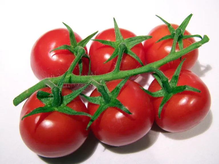 Tomaten sind das beliebteste Gem&uuml;se der Deutschen und machen mehr als ein Viertel des gesamten Gem&uuml;severbrauchs aus.