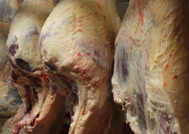 Die landwirtschaftlichen Erzeugerpreise f&uuml;r Rinder sind im Juni 2025 im Vergleich zum Vorjahresmonat um 43,5 % gestiegen.