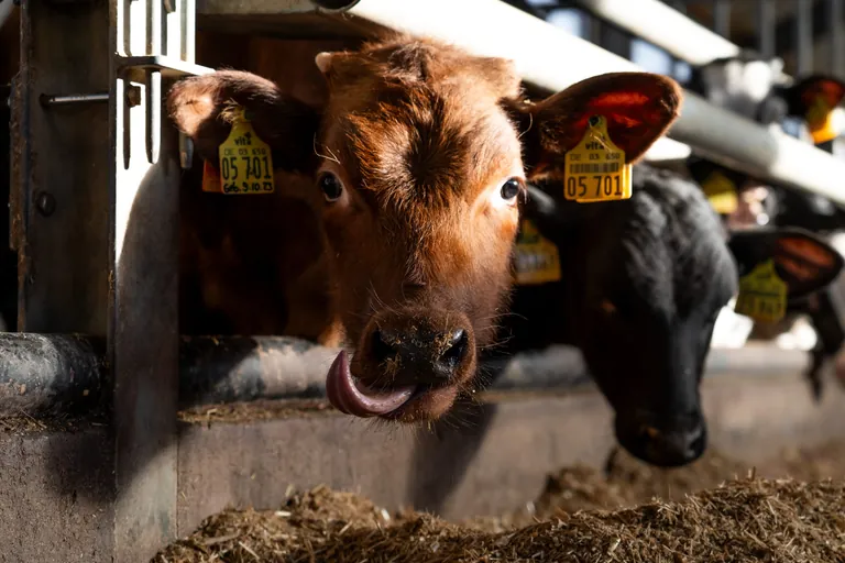 Der KDK-Mitgliedshof der Familie Klokkers hat Platz f&uuml;r rund 525 K&auml;lber, die Kalbfleisch nach dem 5D-Prinzip liefern.