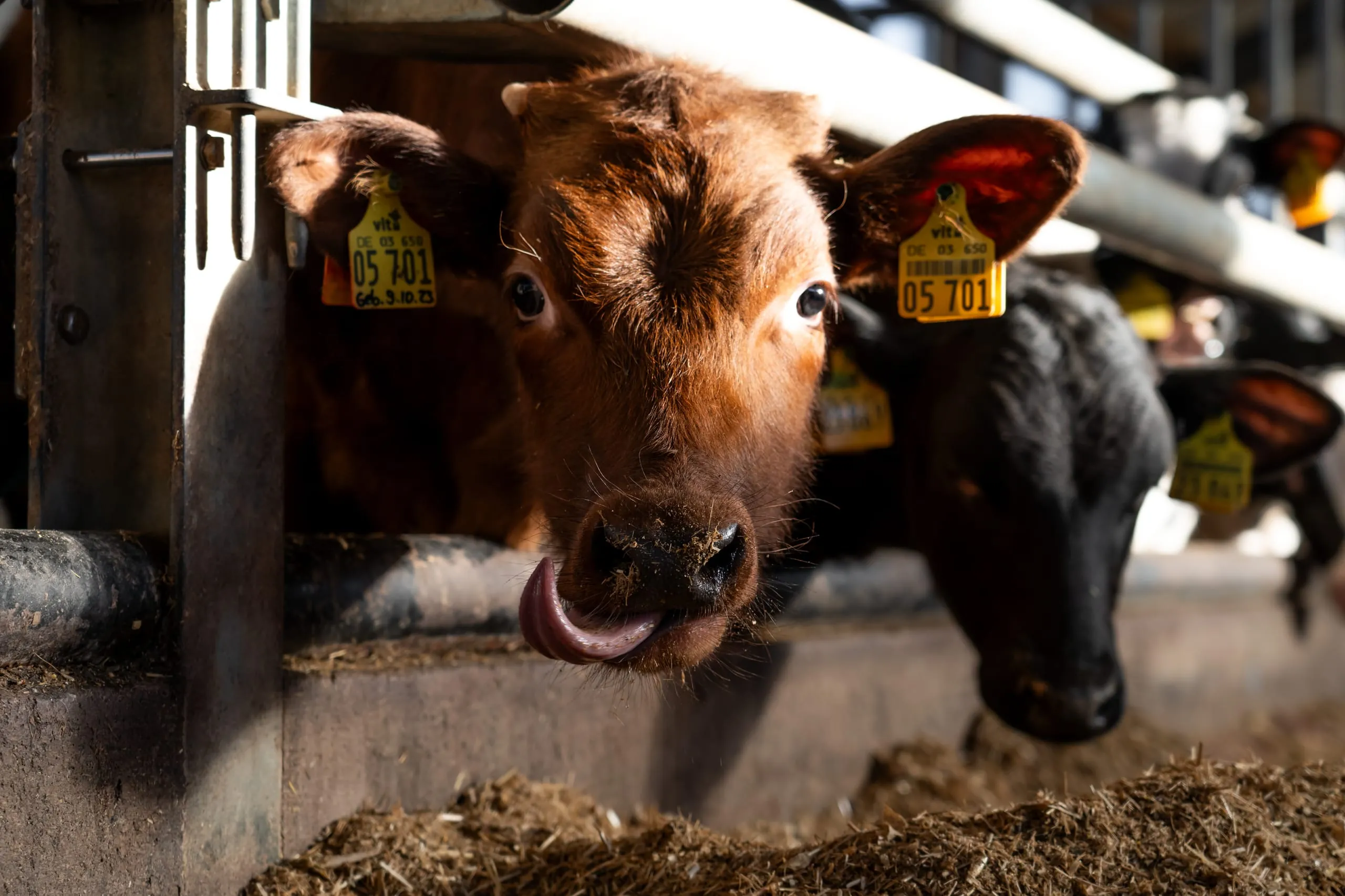 Kalbfleisch von nachhaltiger Qualität