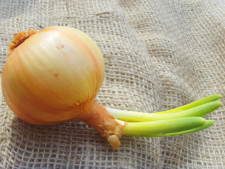 Zwiebeln sind echte Multitalente, die als w&uuml;rzende Zutat Suppen und Eint&ouml;pfe, So&szlig;en, Marinaden und Schmorgerichte verfeinern. 