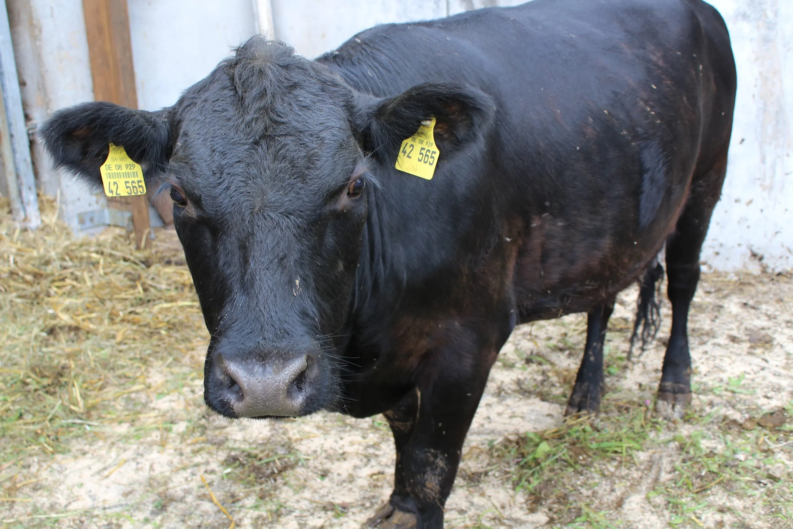 Tierische Erzeugung: Rinder deutlich teurer