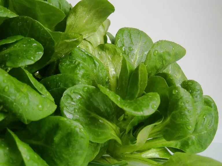 Feldsalat ist ein nussig-zarter Wintersalat, der vielf&auml;ltig zubereitet werden kann und viele N&auml;hrstoffe liefert. 