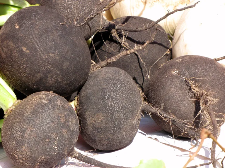 Nachdem er einige Zeit aus den K&uuml;chen verschwunden war, erlebt der Schwarze Rettich seit ein paar Jahren ein Comeback. 