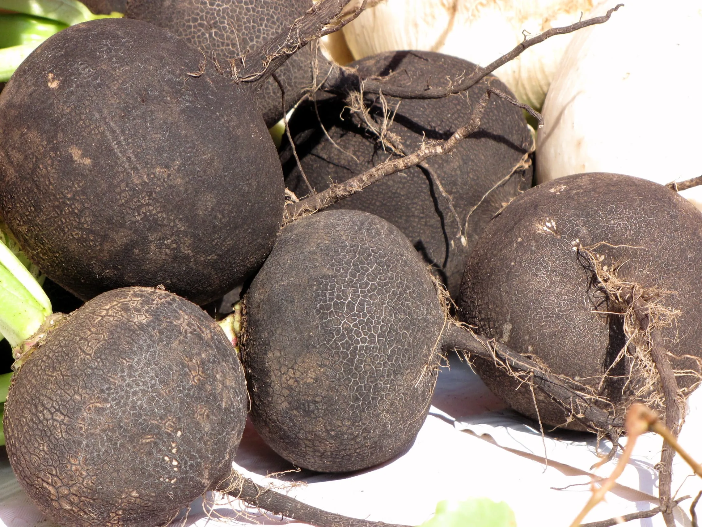 Schwarzer Rettich – scharf und würzig