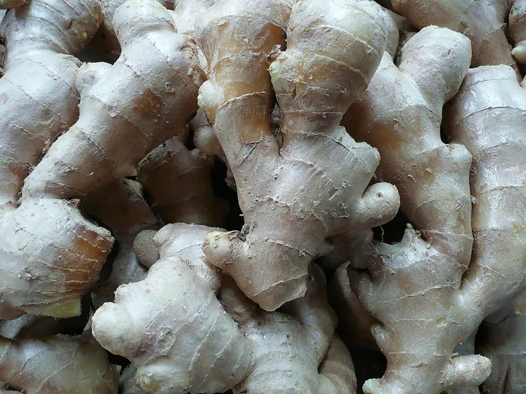 Ingwer verleiht Suppen, Eint&ouml;pfen, Currys und Chutneys eine zitronig-frische Note und eine leichte Sch&auml;rfe.  