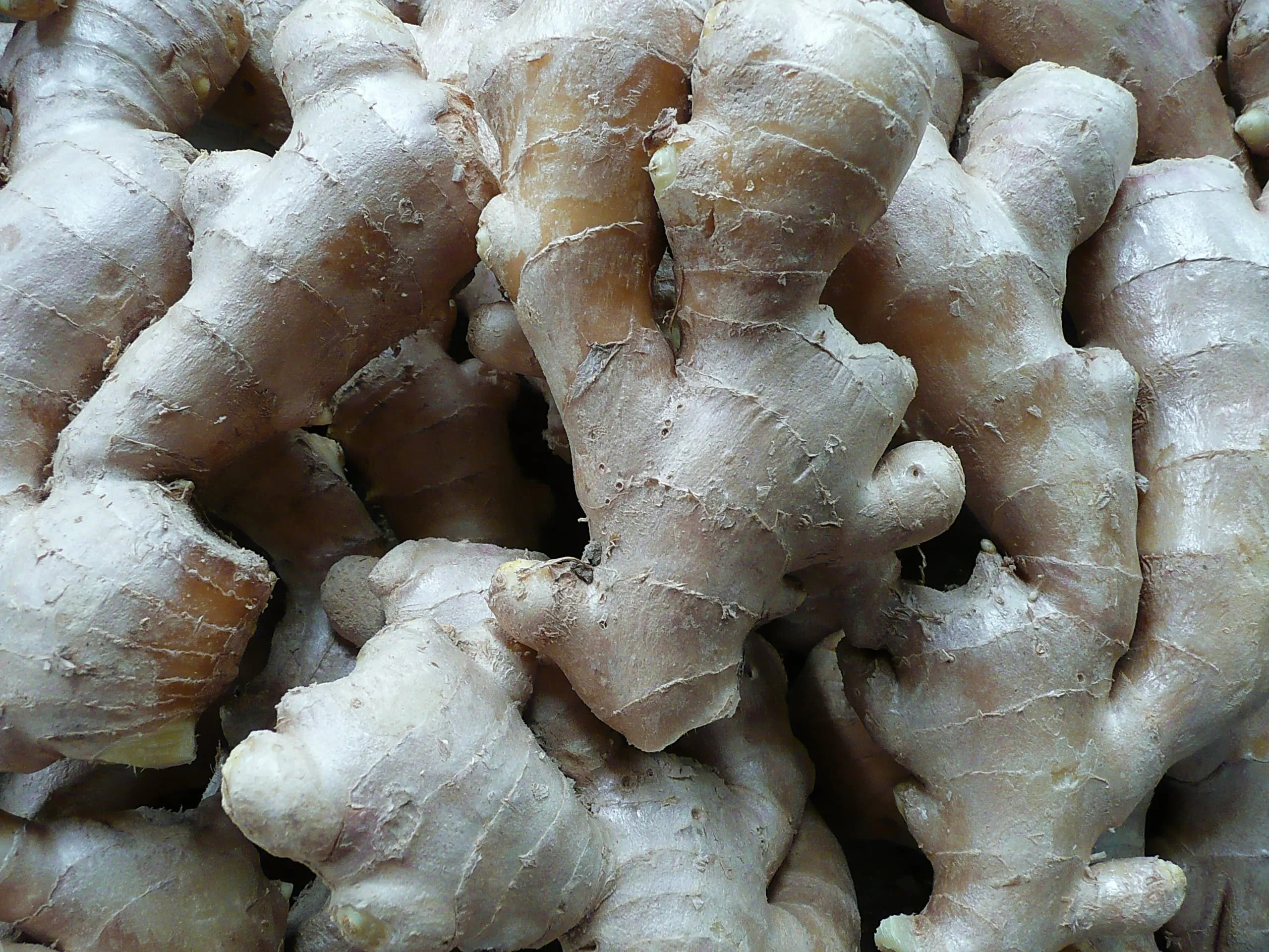 Ingwer – die scharfe Knolle