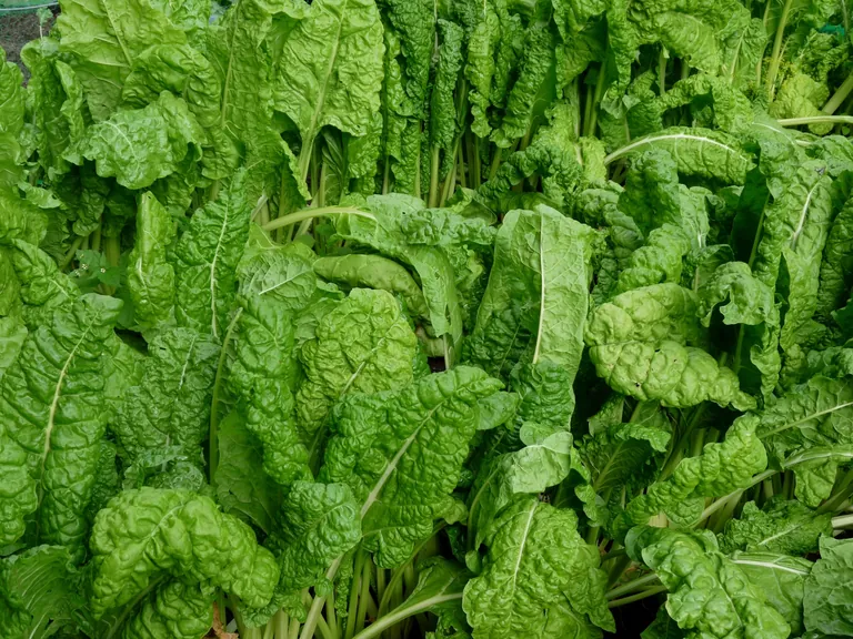 Mangold liefert wertvolle Inhaltsstoffe wie Beta-Carotin, B-Vitamine und Vitamin C sowie Mineralstoffe wie Kalium, Calcium und Eisen.